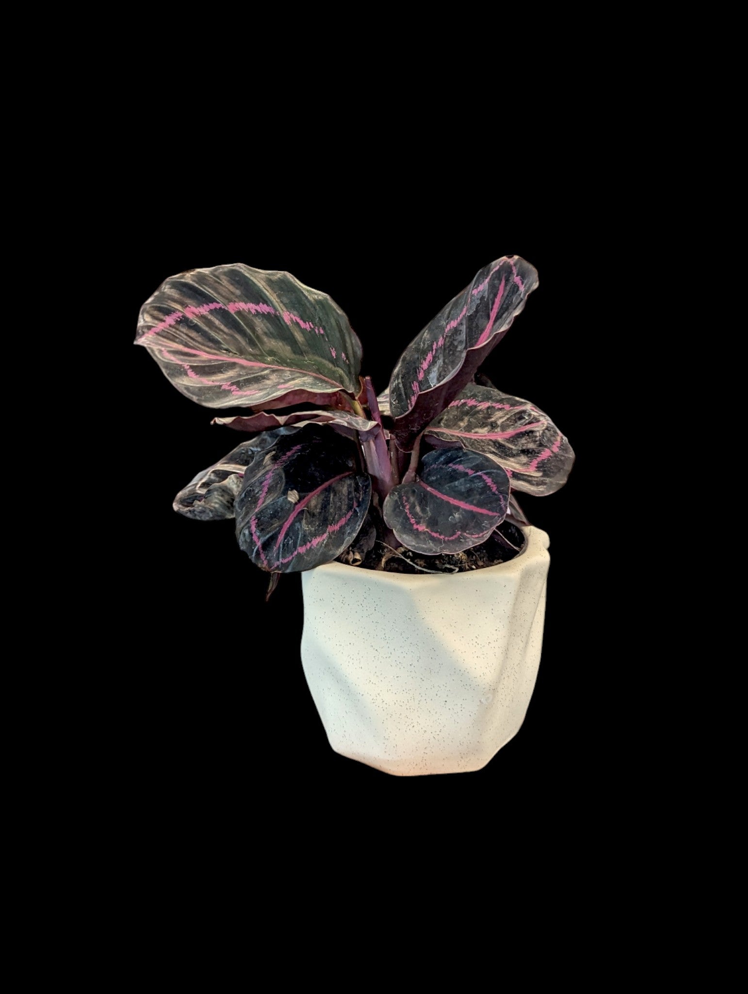 Seraphina Pot