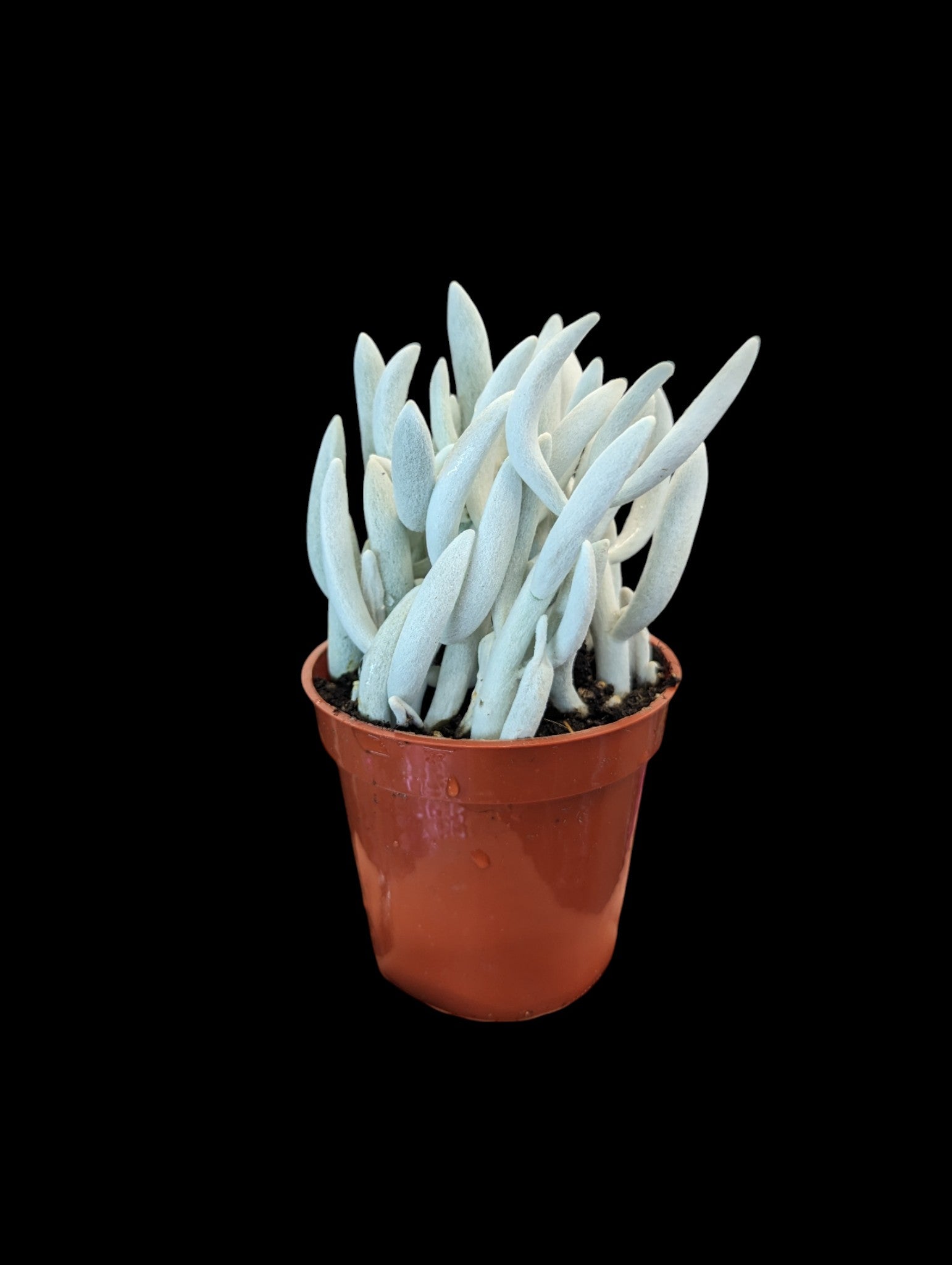 Ghost Plant Succulent