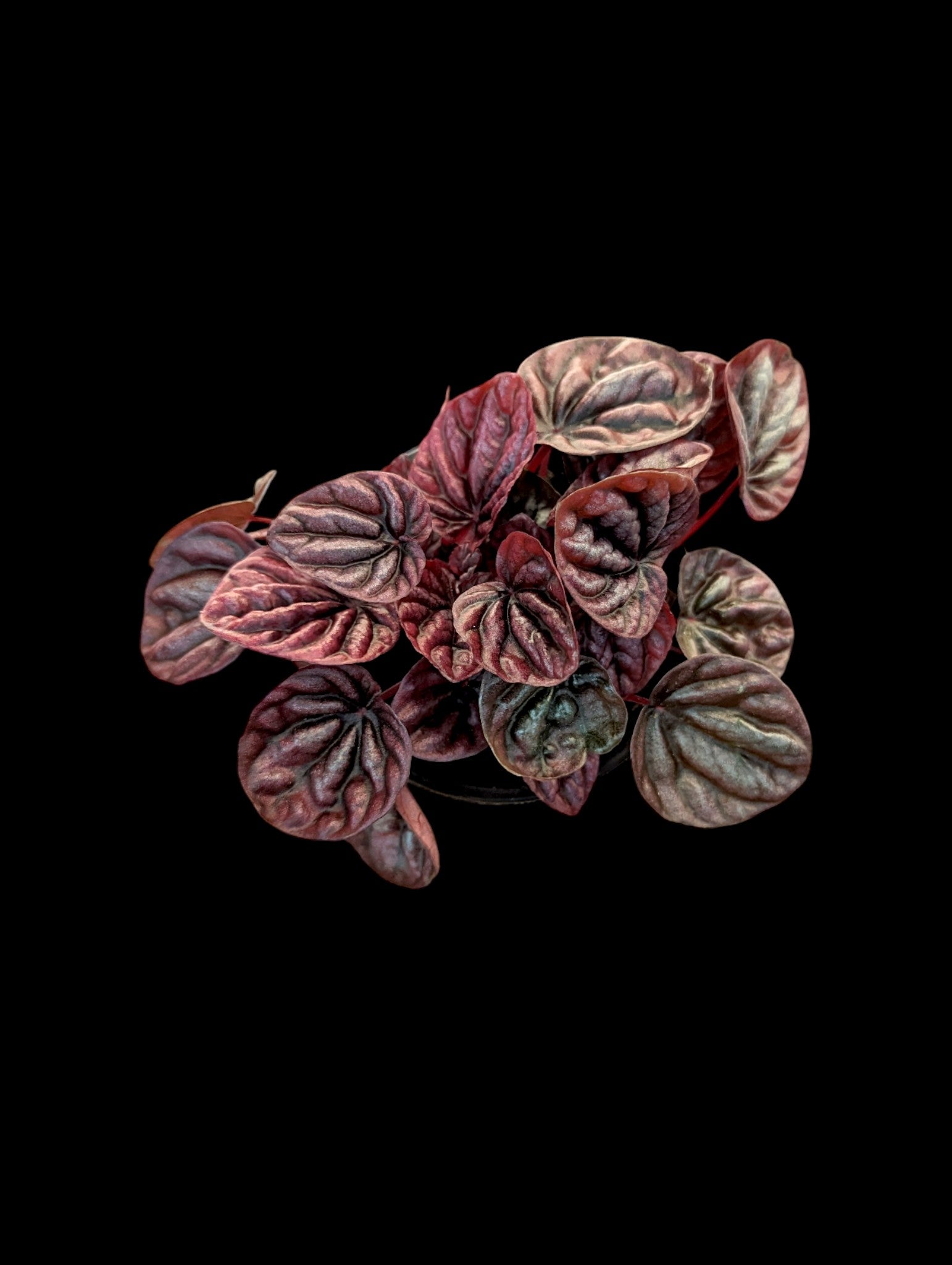 Peperomia Red Ripple 'Luna'