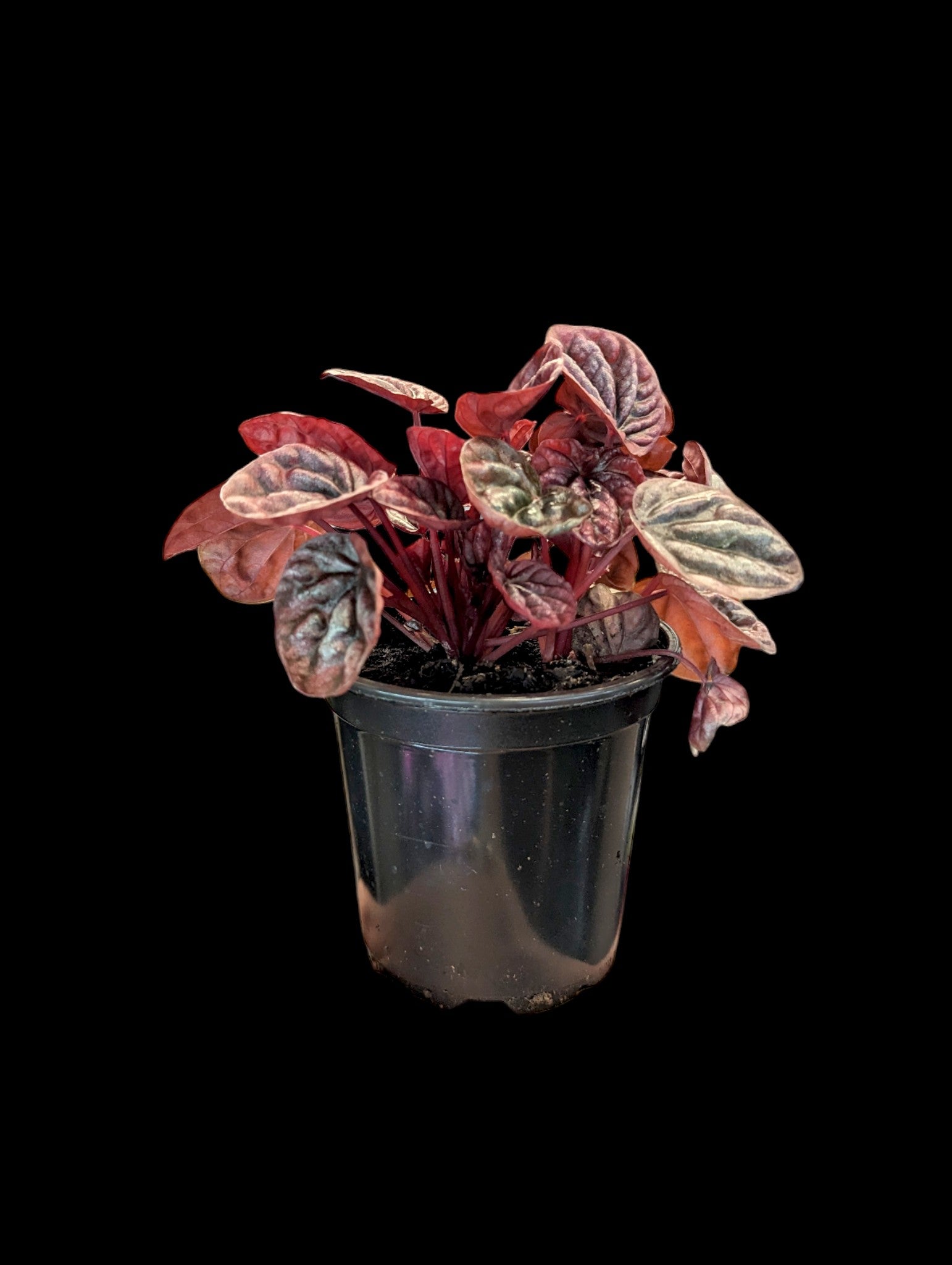 Peperomia Red Ripple 'Luna'