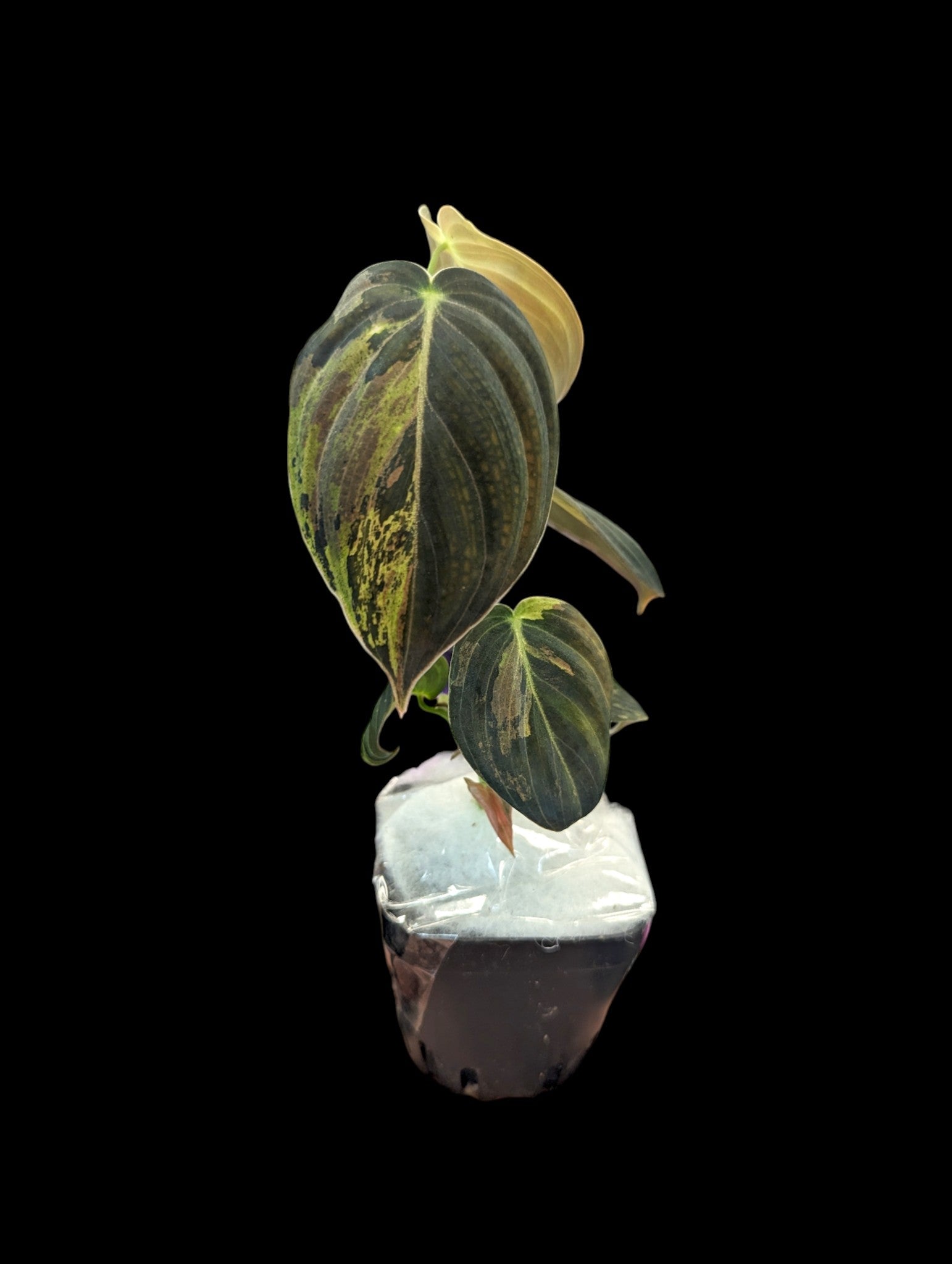 variegated philodendron melanochrysum Philodendron Melanochrysum Variegated