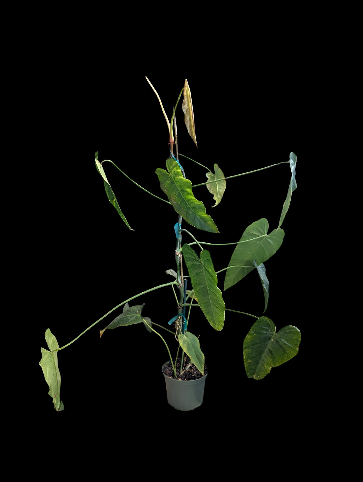 Philodendron no ID (2)