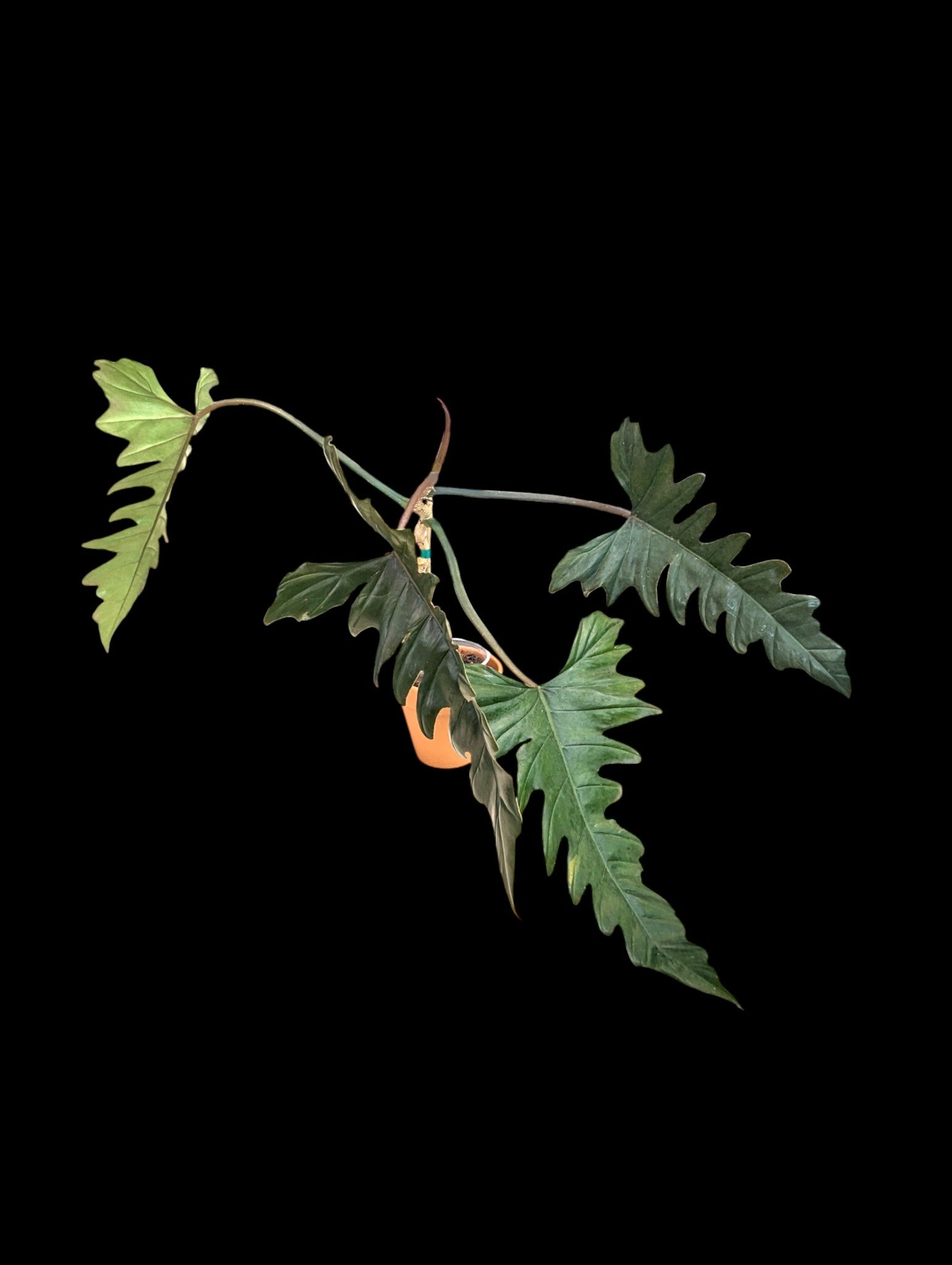 Philodendron pinnatilobum aff x P. tortum