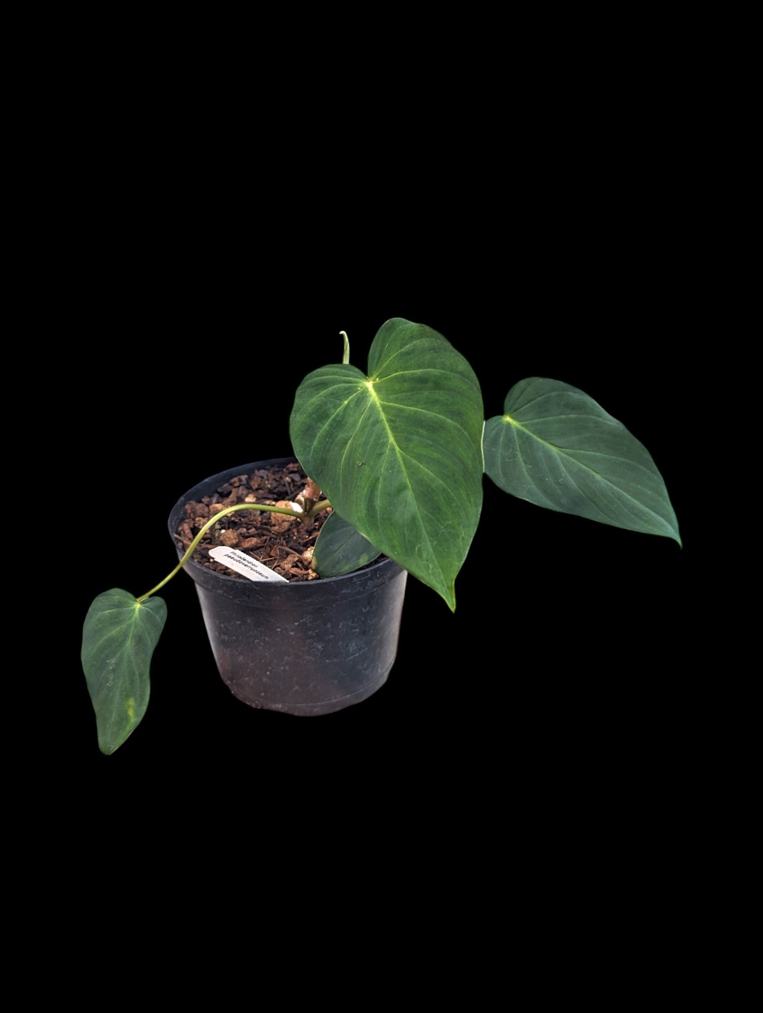 Philodendron pseudoverrucosum