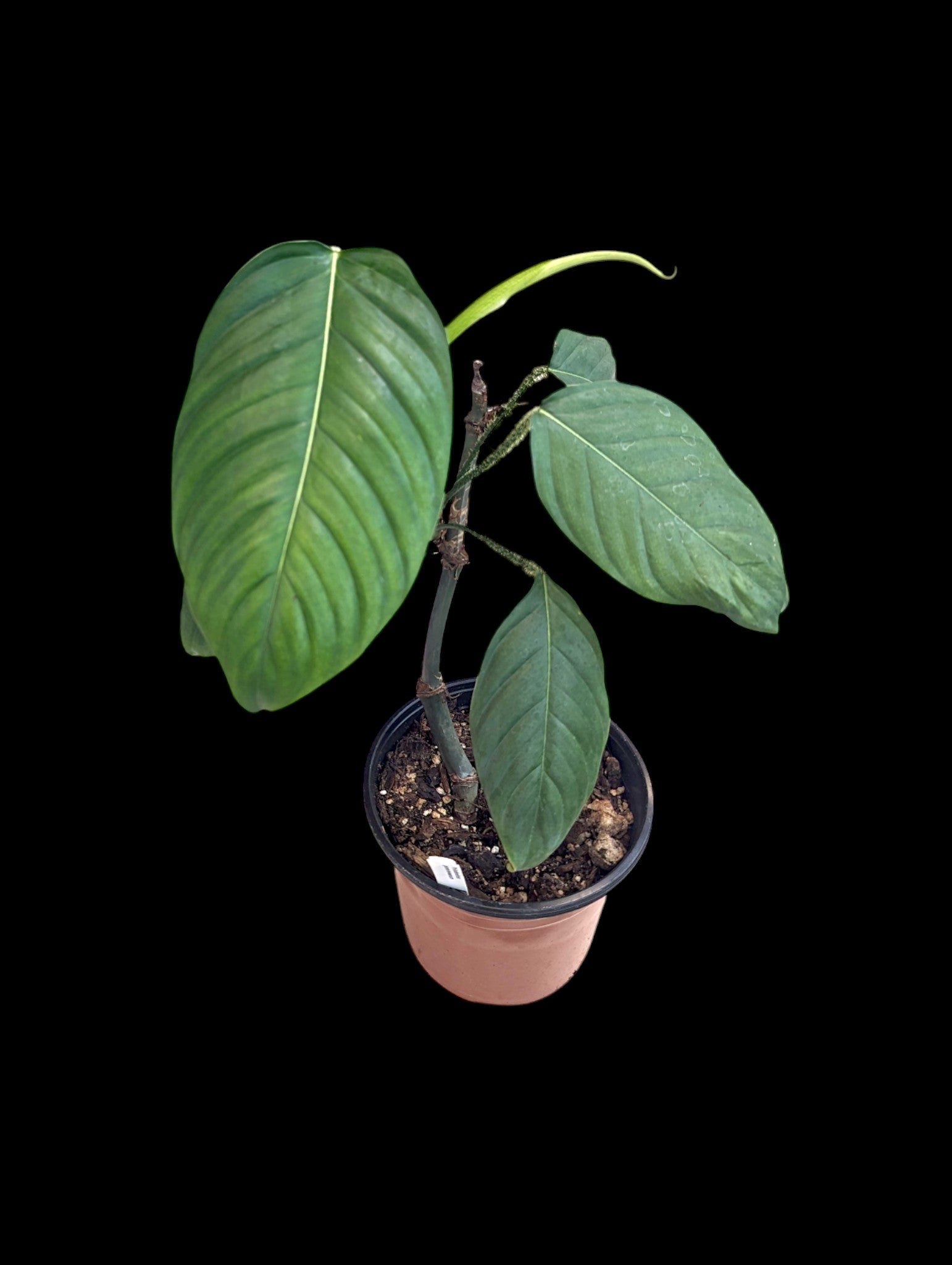 Philodendron genevievanum
