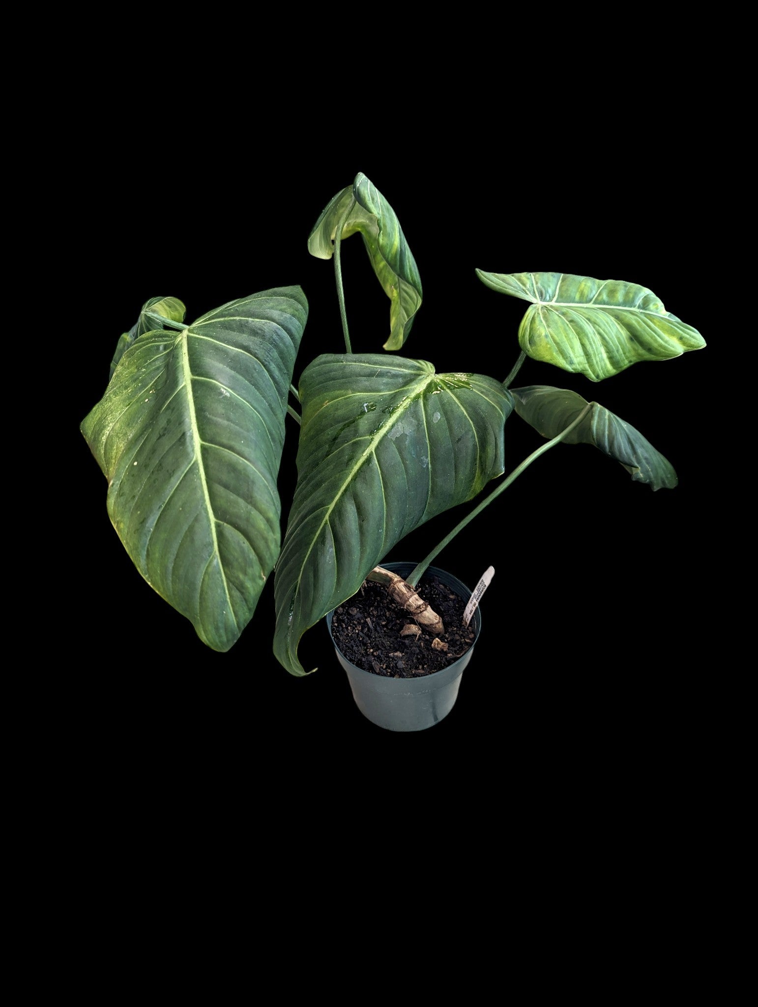 philodendron morning sun Philodendron Morning Sun