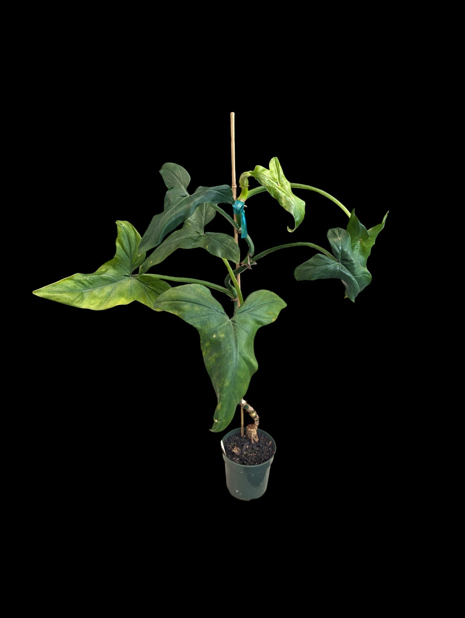 Philodendron sagittifolium