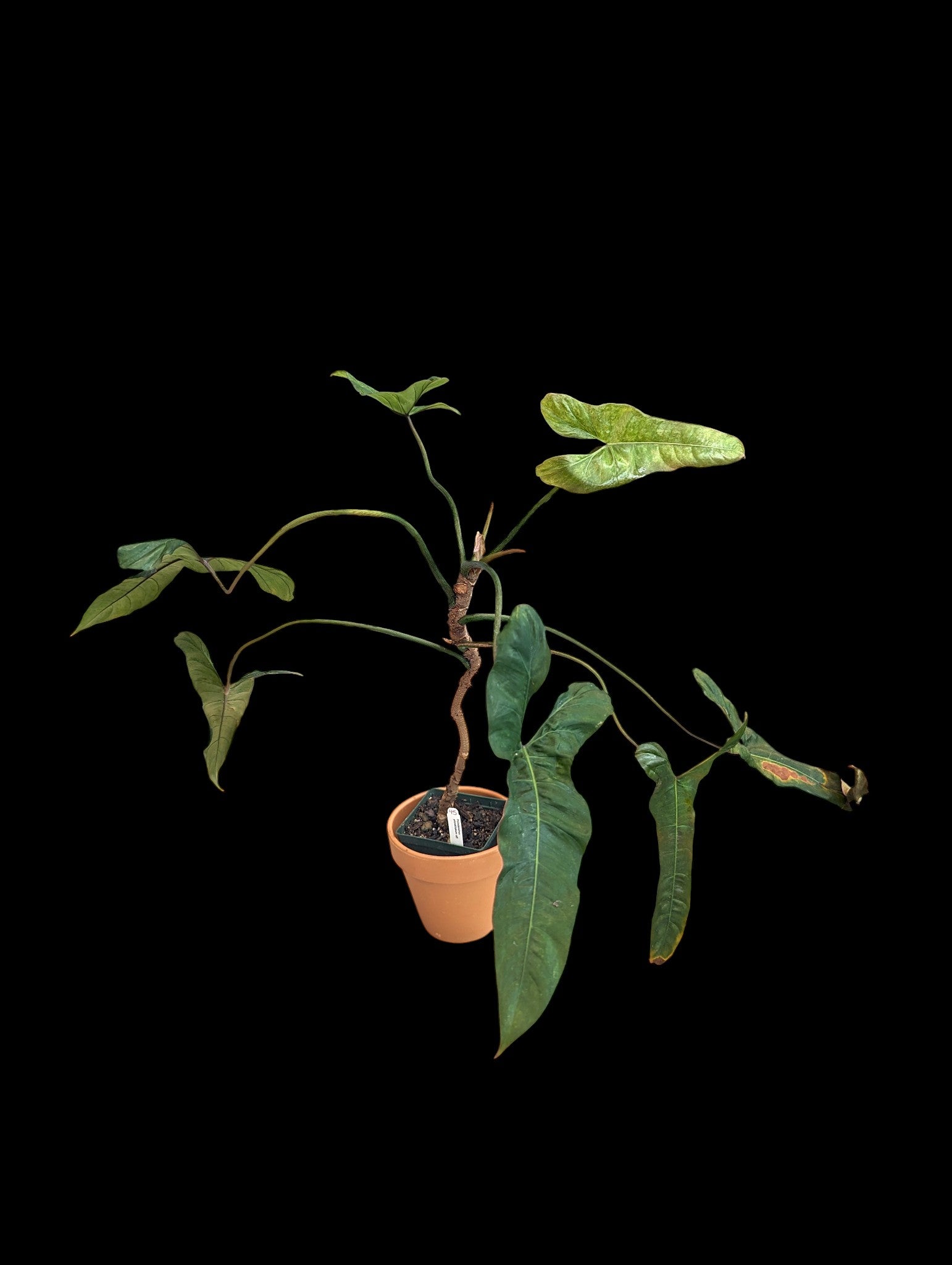 Philodendron pinnatilobum aff