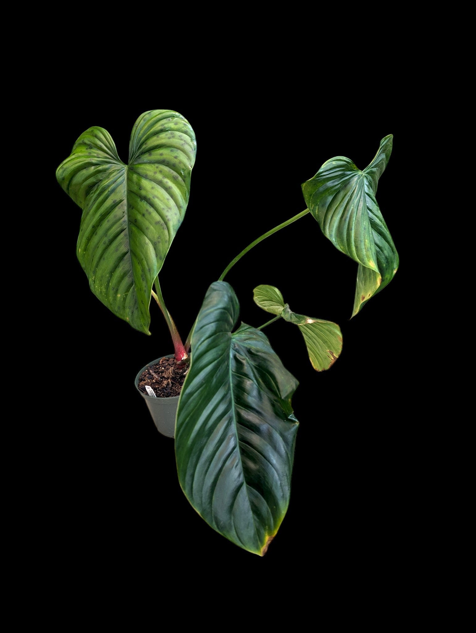 Philodendron rubrocinctum Platine