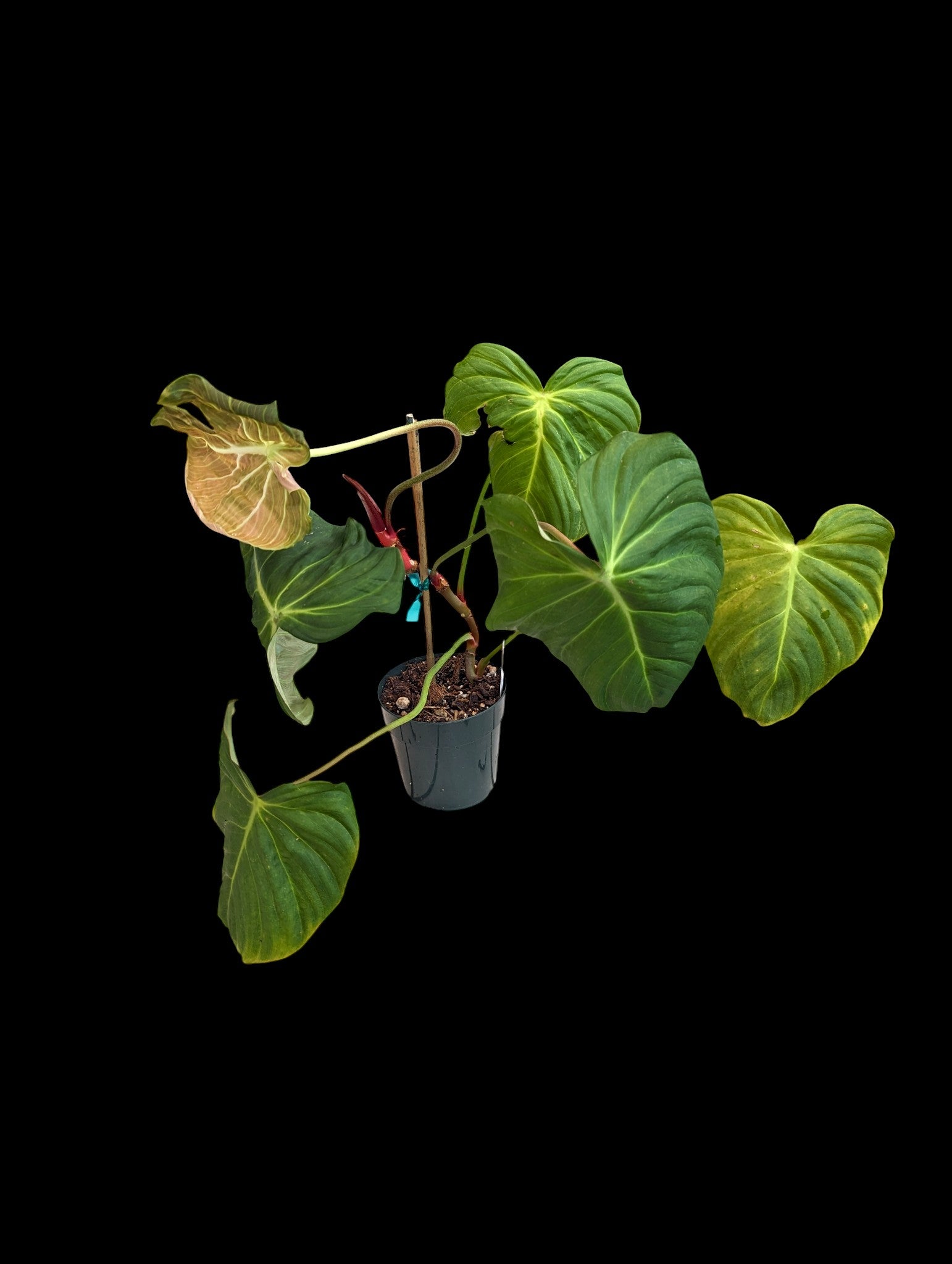 Célébration du Philodendron