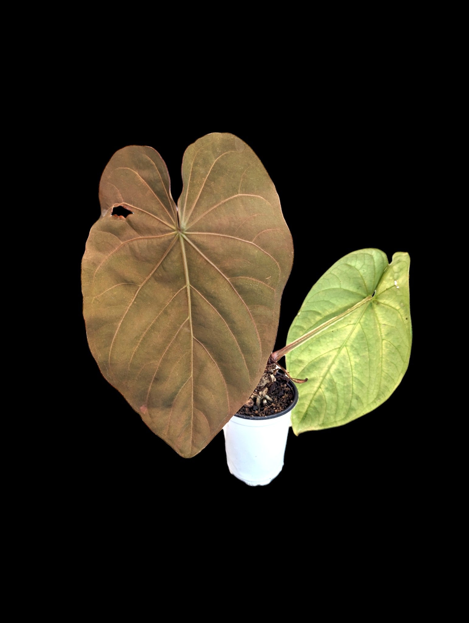 Anthurium Magnificent Dress