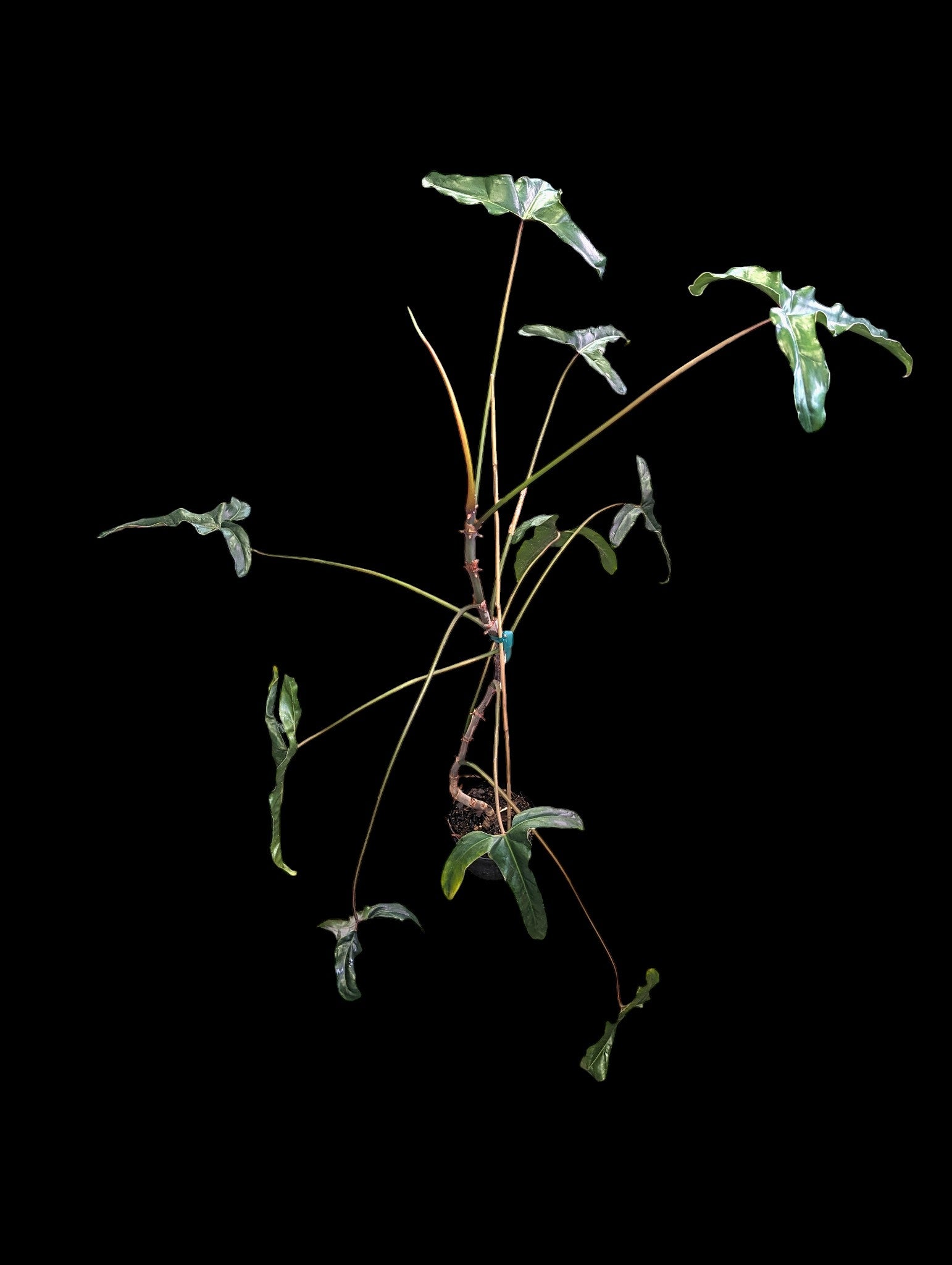 Philodendron delinksii