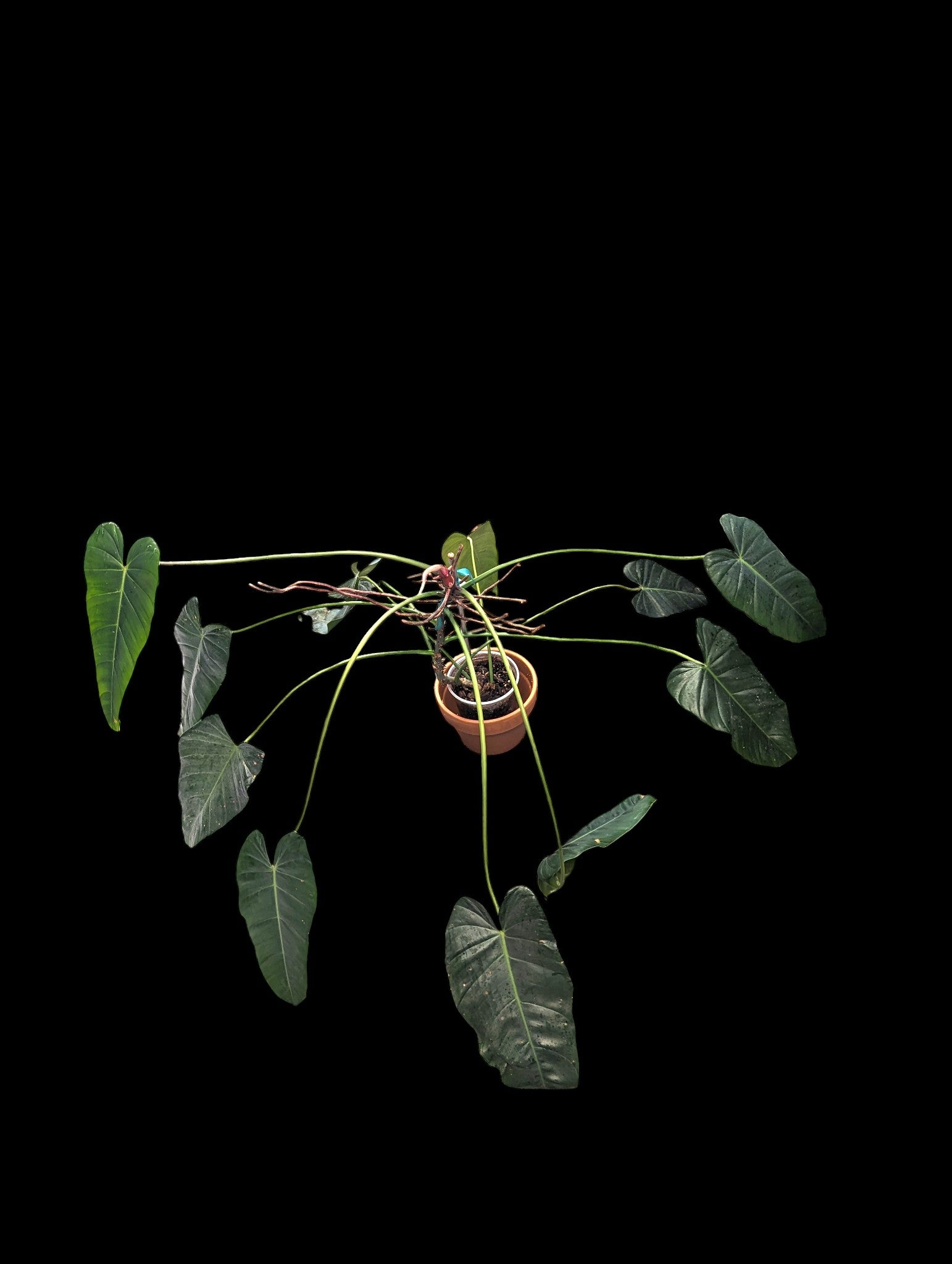 Philodendron delinskii 'Papillon' x spiritus sancti