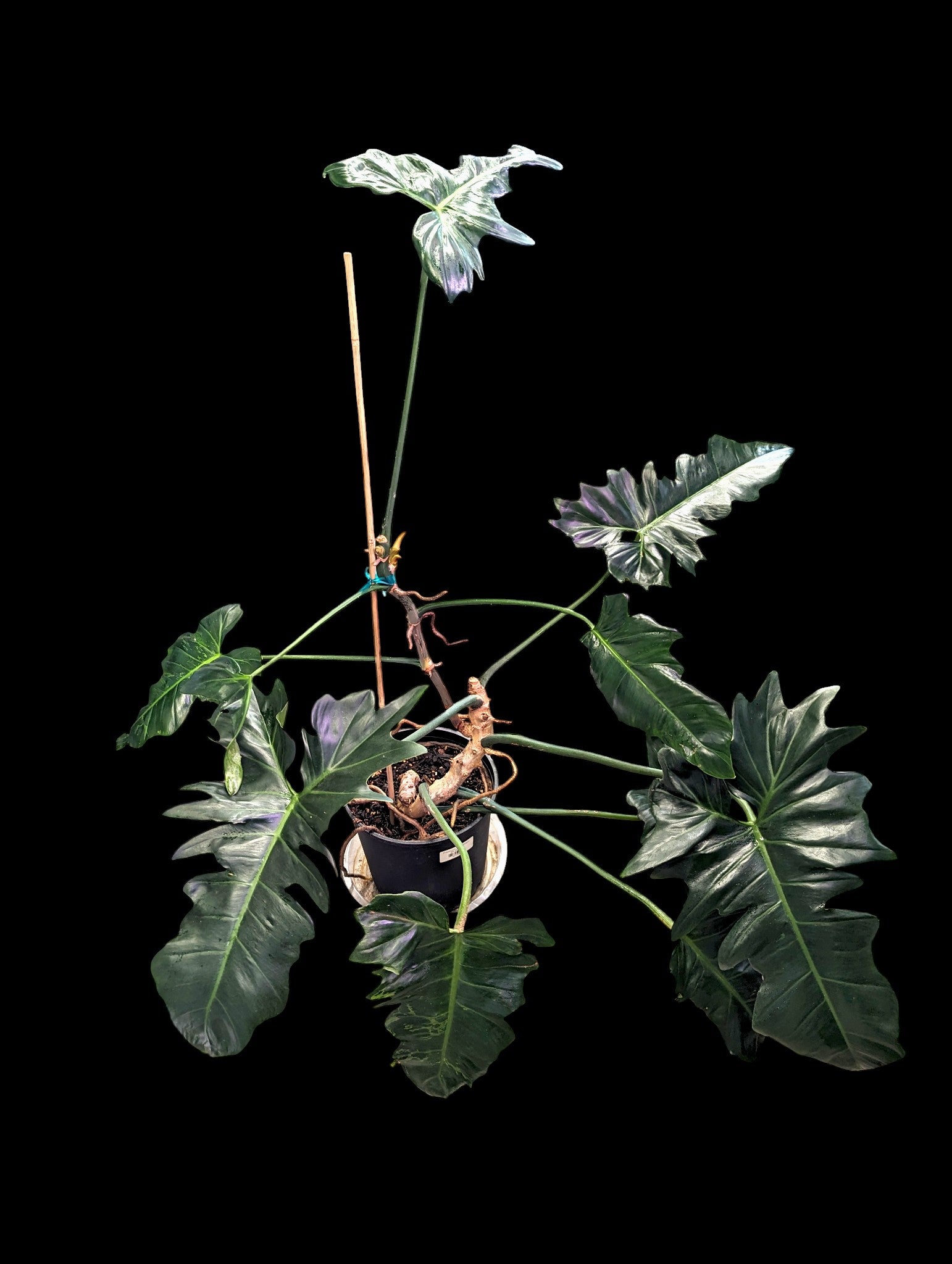 philodendron golden dragon narrow form Philodendron 'Golden Dragon'