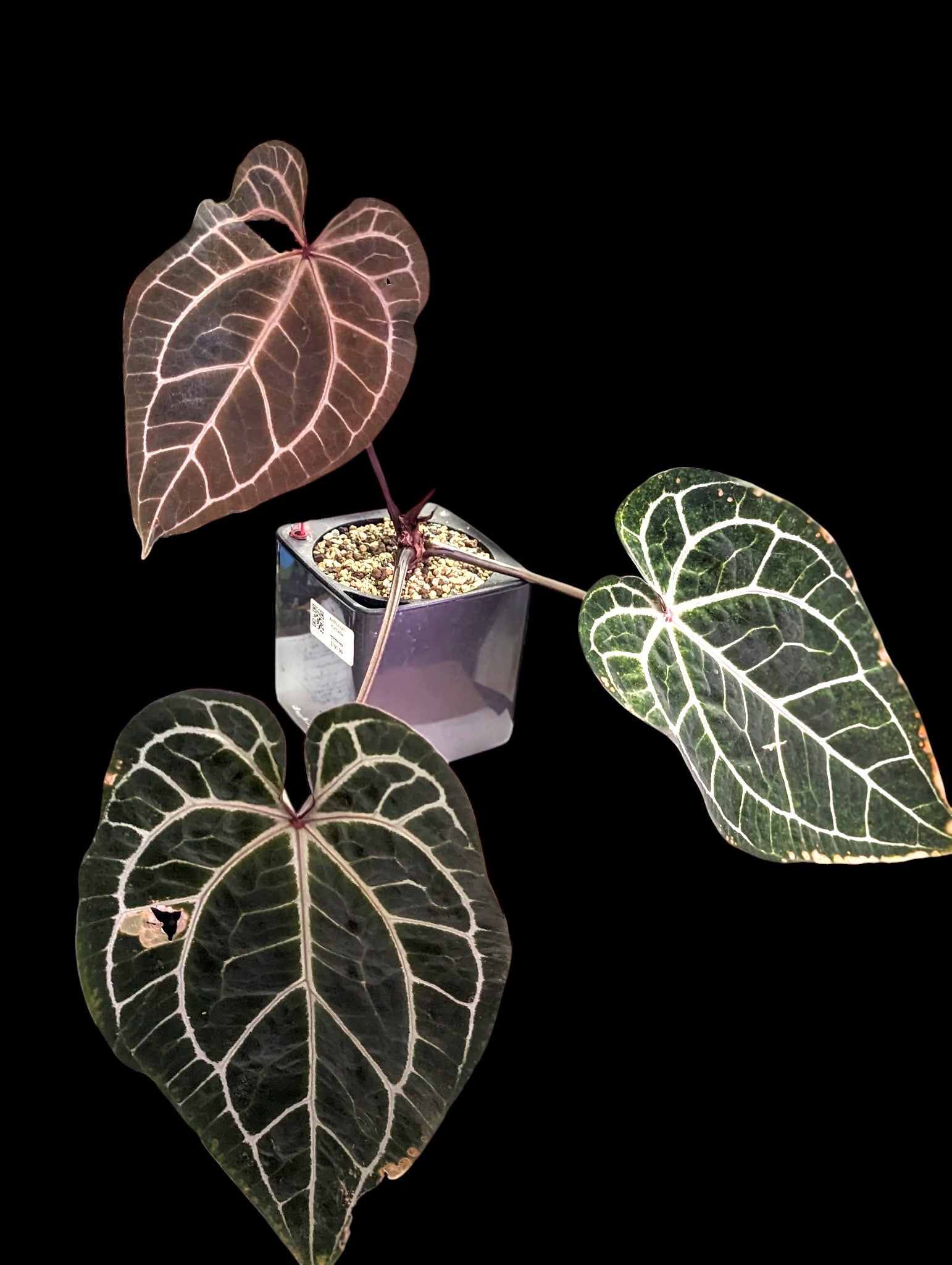 Anthurium michelle