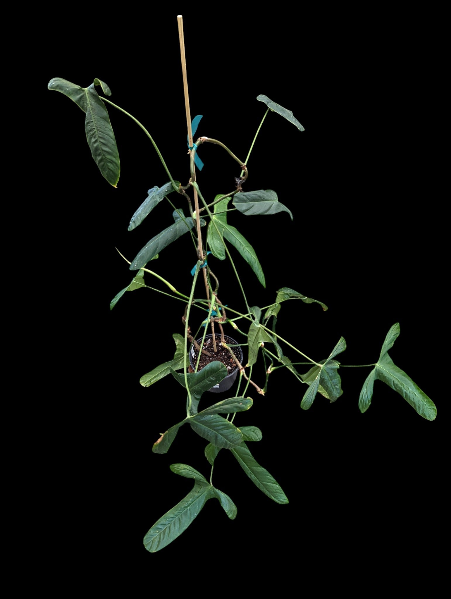 Philodendron balaoanum