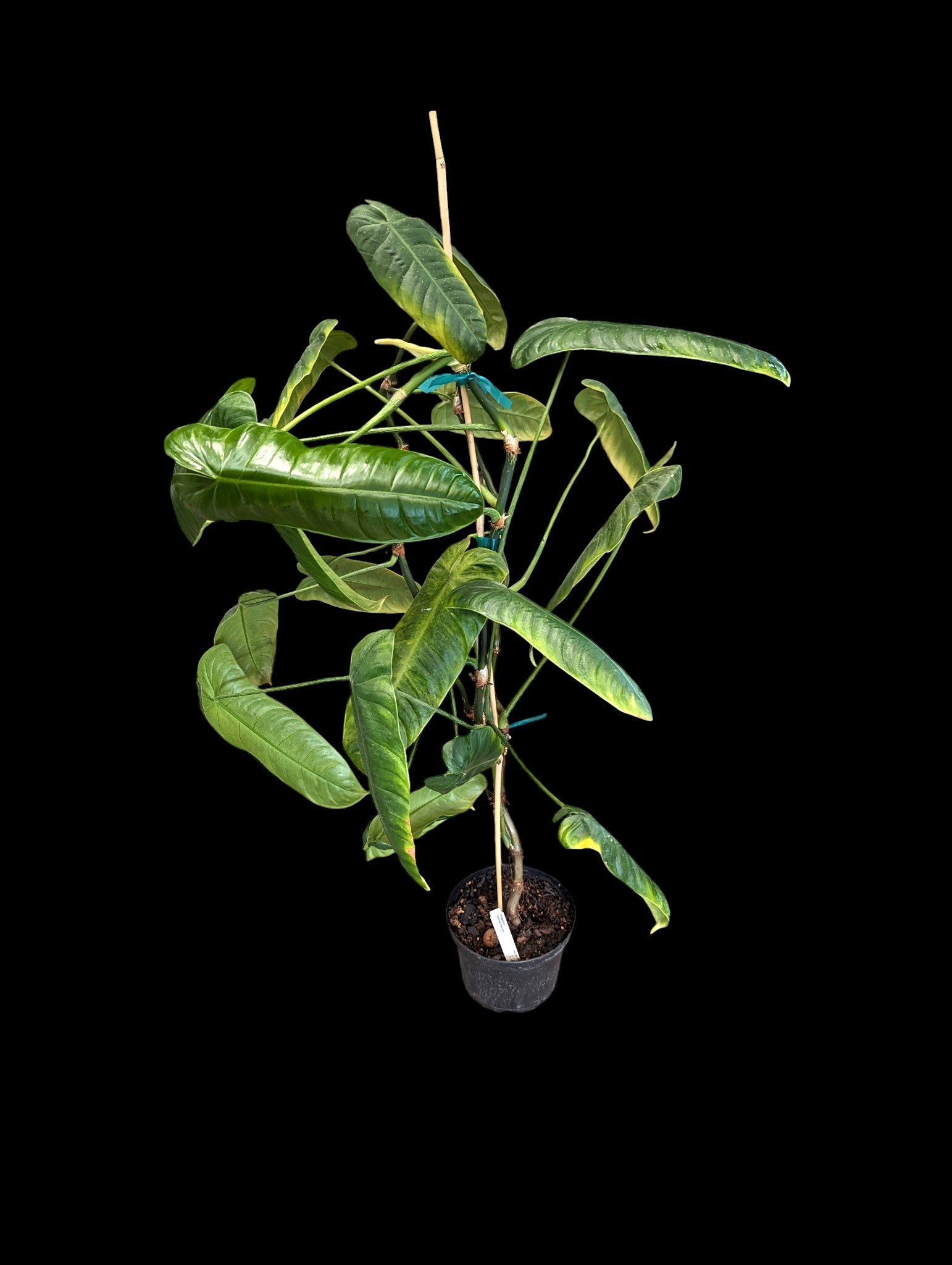 Philodendron sharoniae x Mosquera