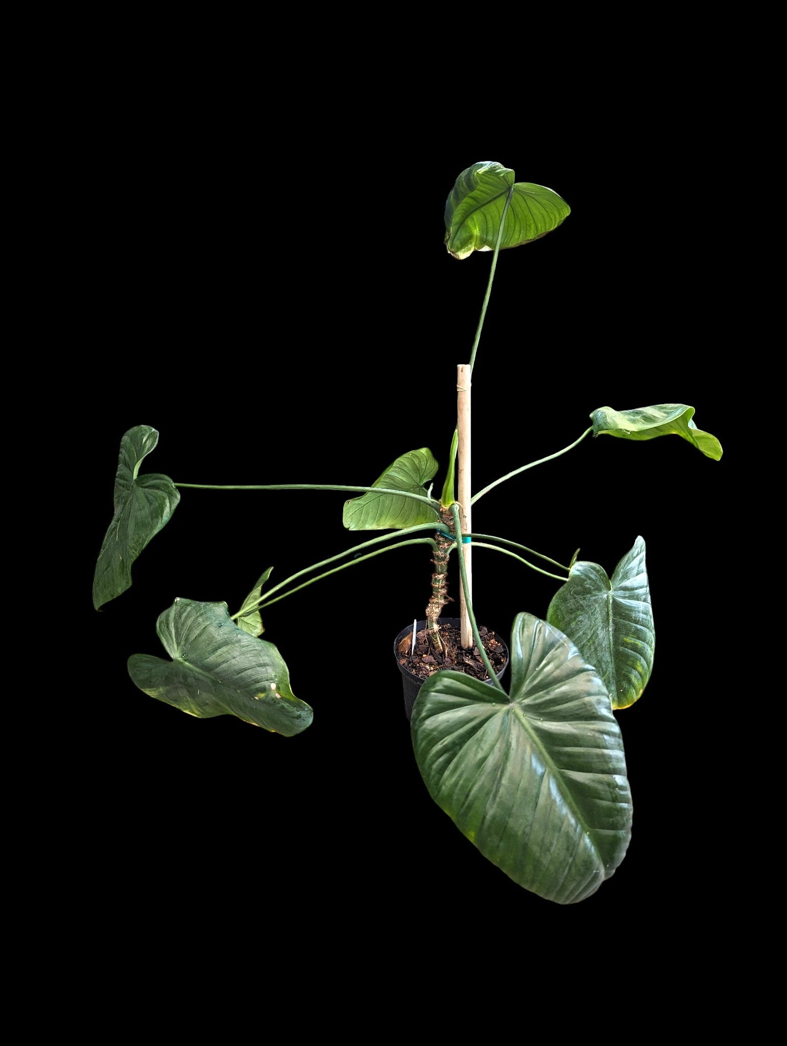 philodendron colombianum Philodendron Colombianum