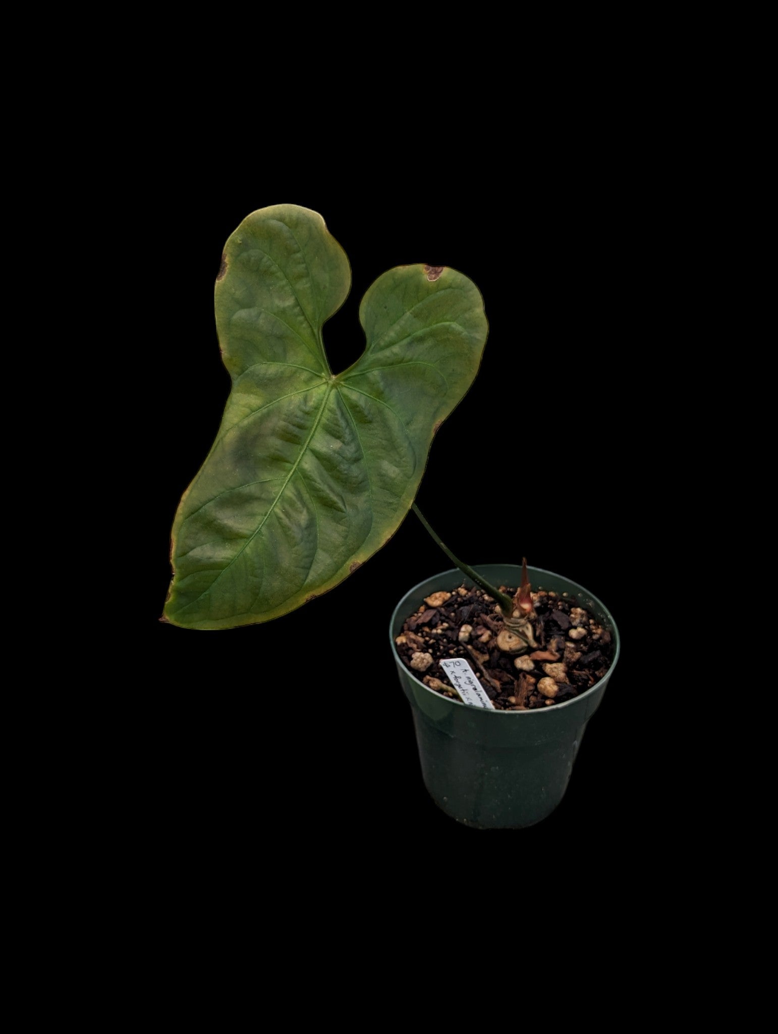 Anthurium nigrolaminum 'Ecuagenera' x A. oublié x A. nigrolaminum