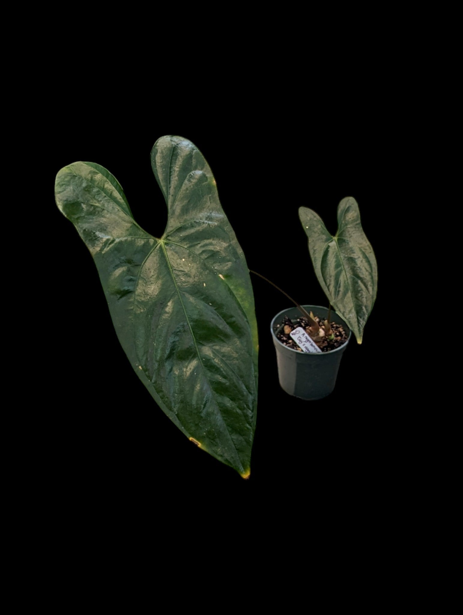 Anthurium nigrolaminum 'Gigi' x A. nigrolaminum