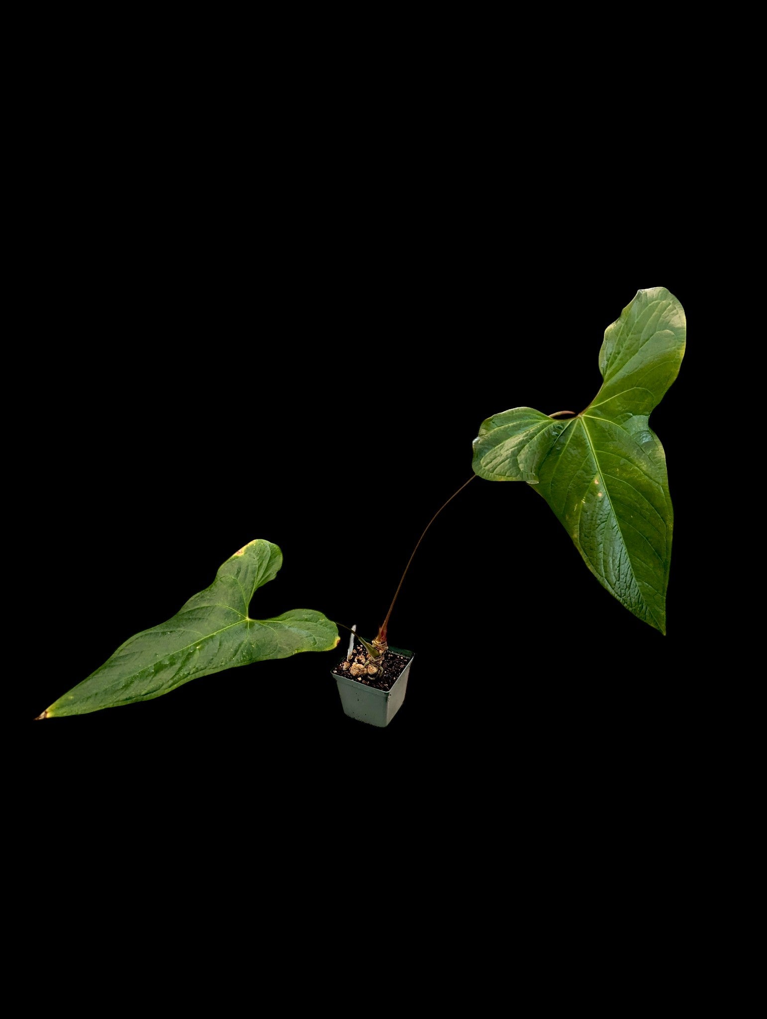 Anthurium nigrolaminum