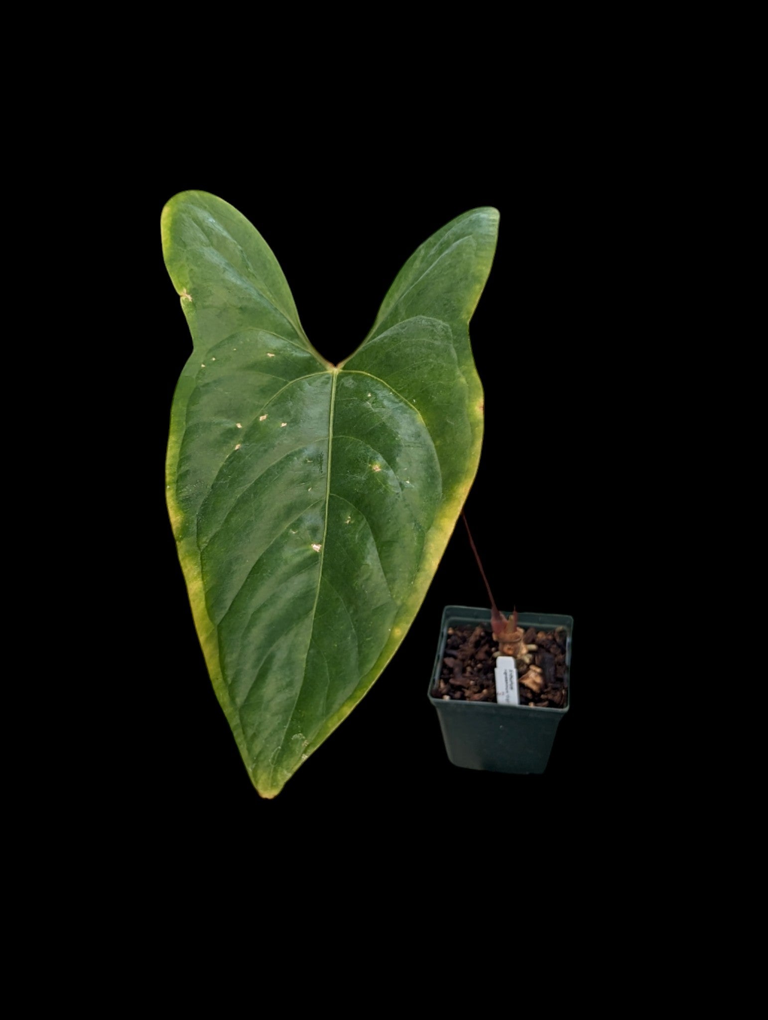 Anthurium nigrolaminum 'Gigi' x A. nigrolaminum