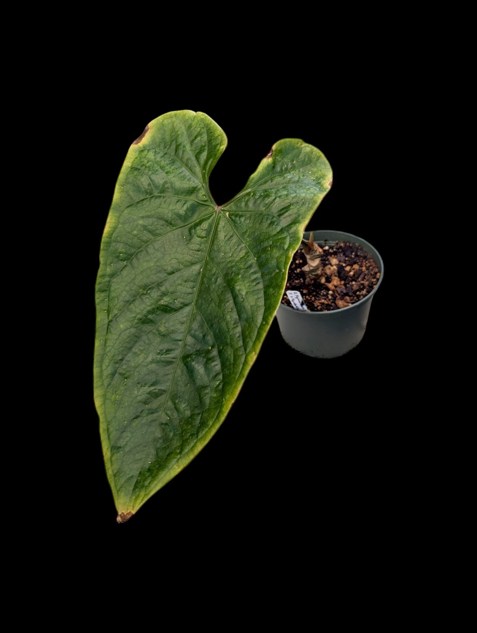 Anthurium nigrolaminum 'Ecuagenera' x A. oublié x A. nigrolaminum