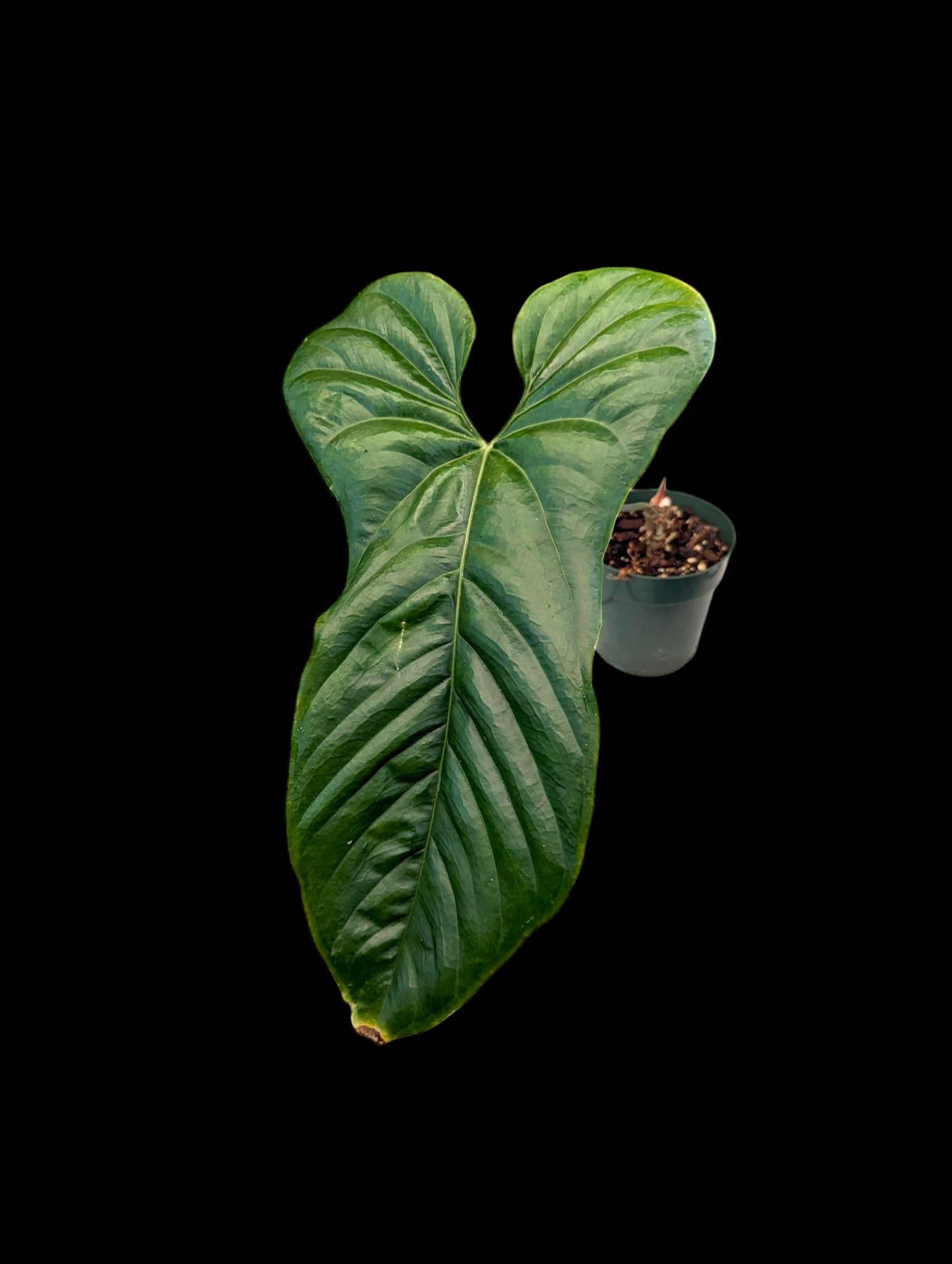 Anthurium pandurilaminum