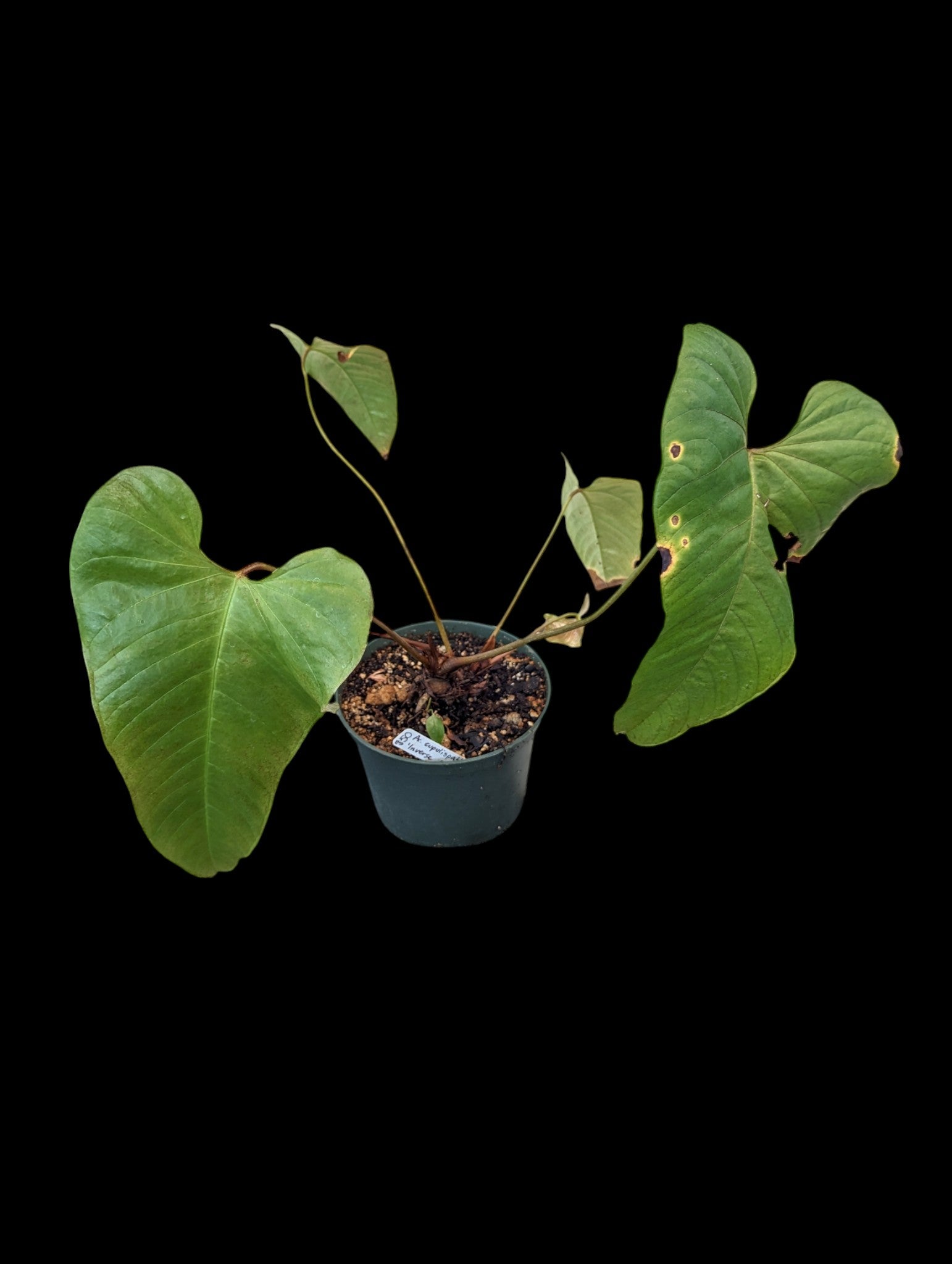 Anthurium cupulispathum 'Pyramide Inverse'