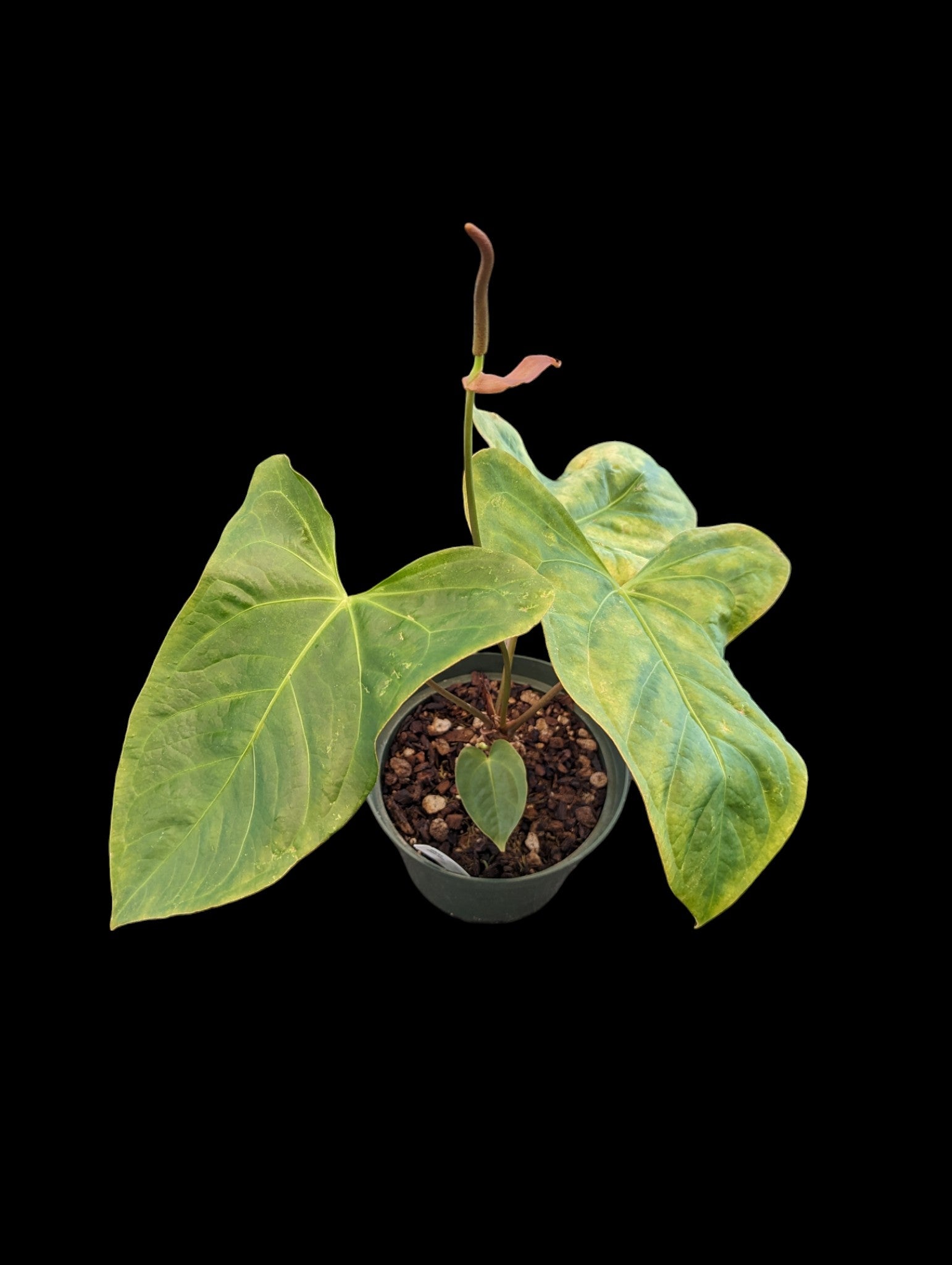 Anthurium Amazon lapin