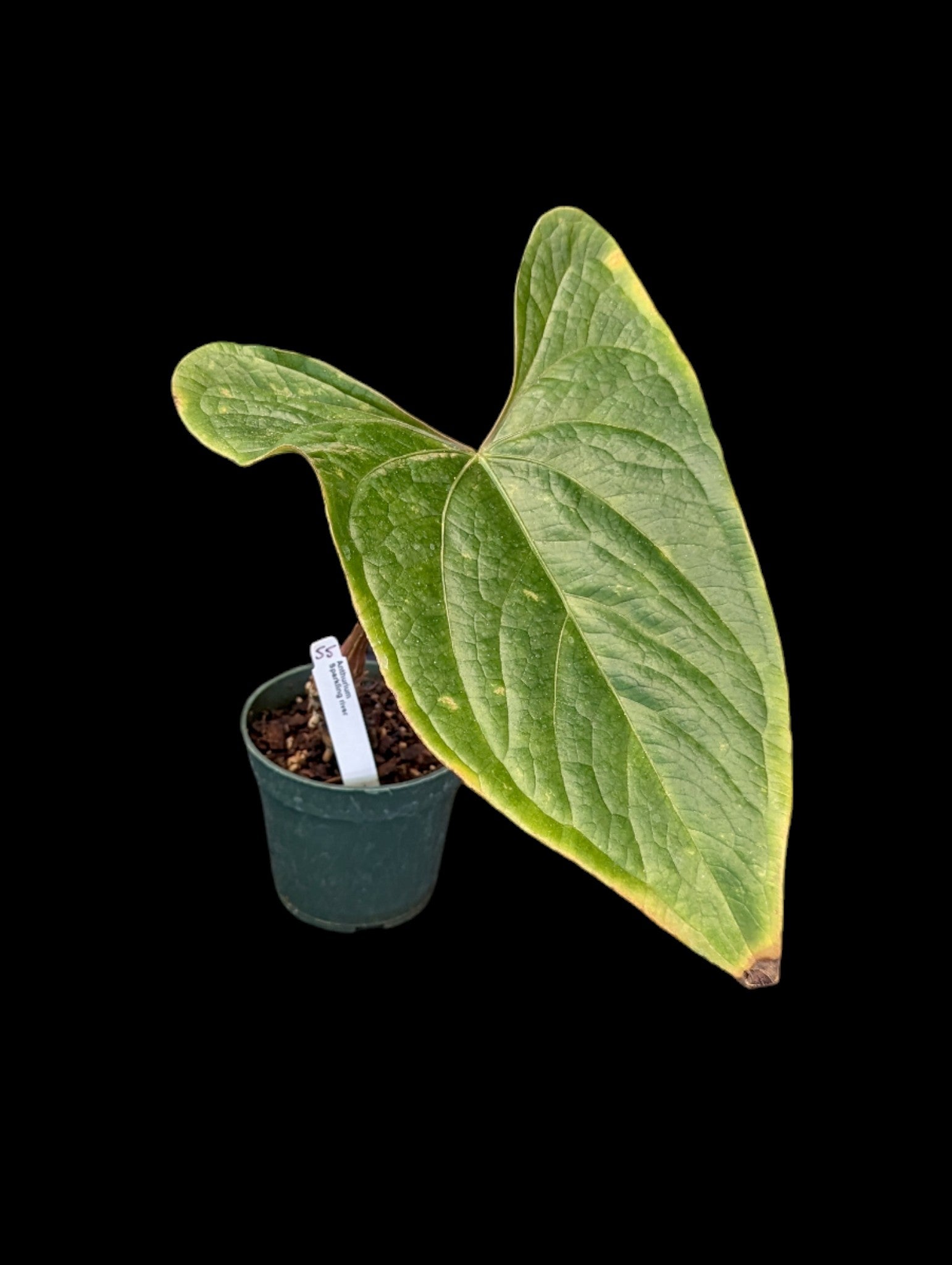 Anthurium Sparkling River