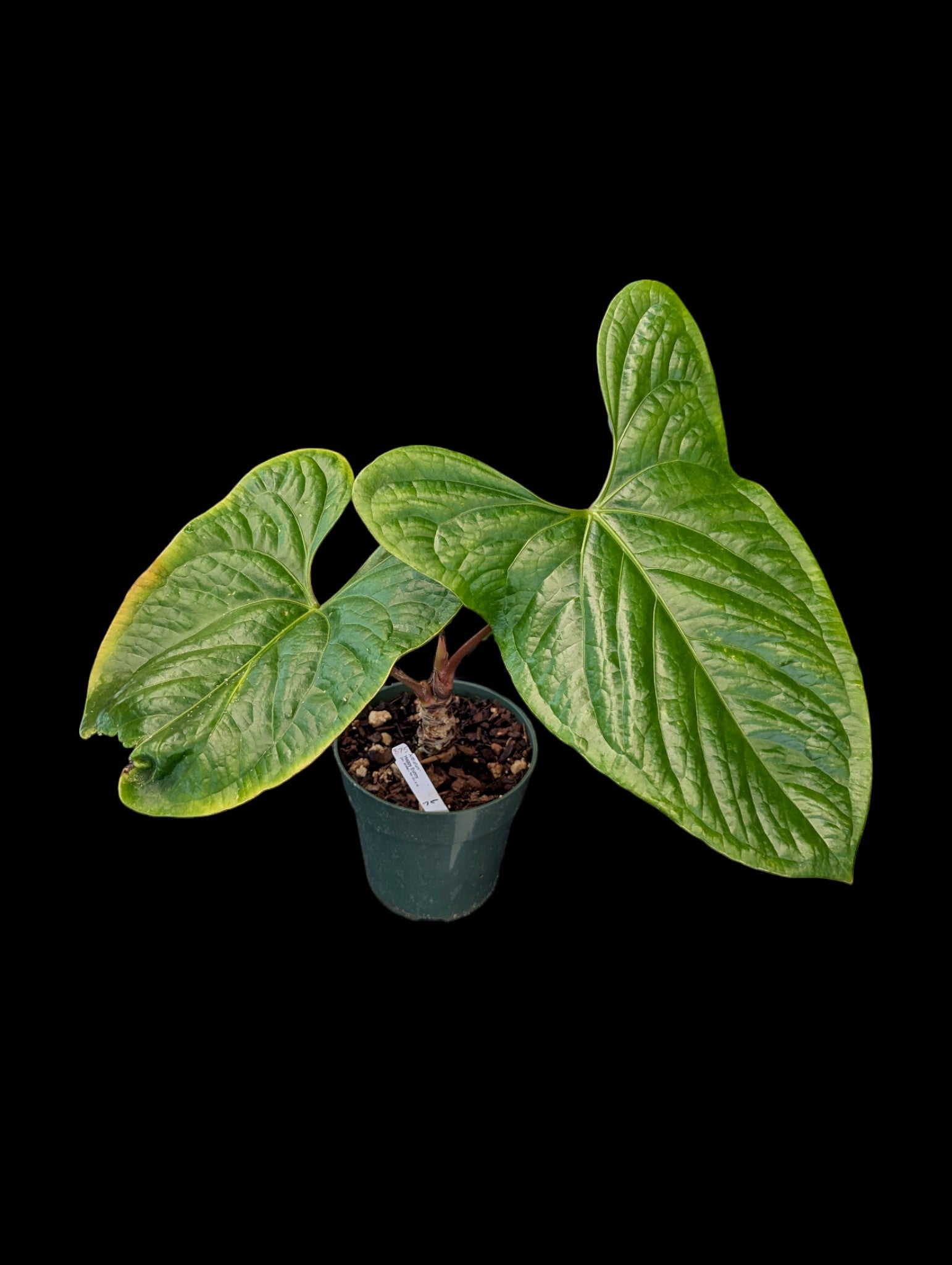 Anthurium Happy Bunny