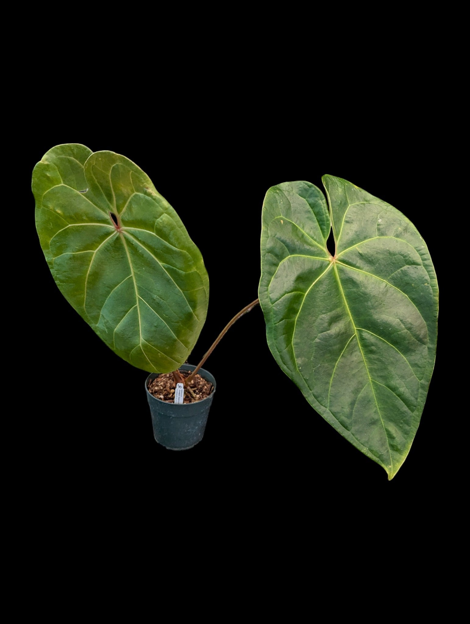 アンスリウムアマゾンダイヤモンド Anthurium AmazonDiamond Anthurium Amazon Diamond 'Inverse Crossing'