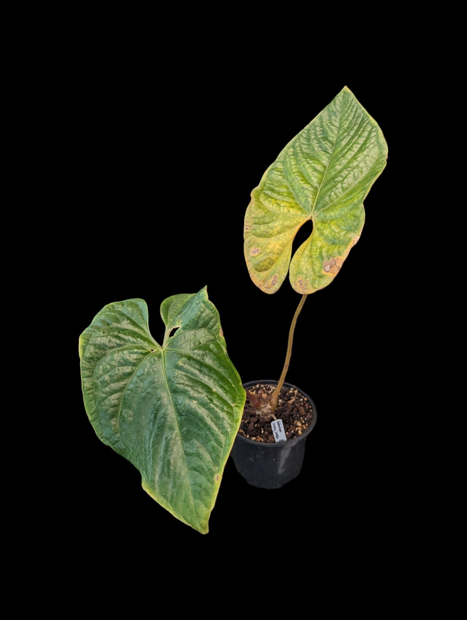 Anthurium Jungle de Luxe