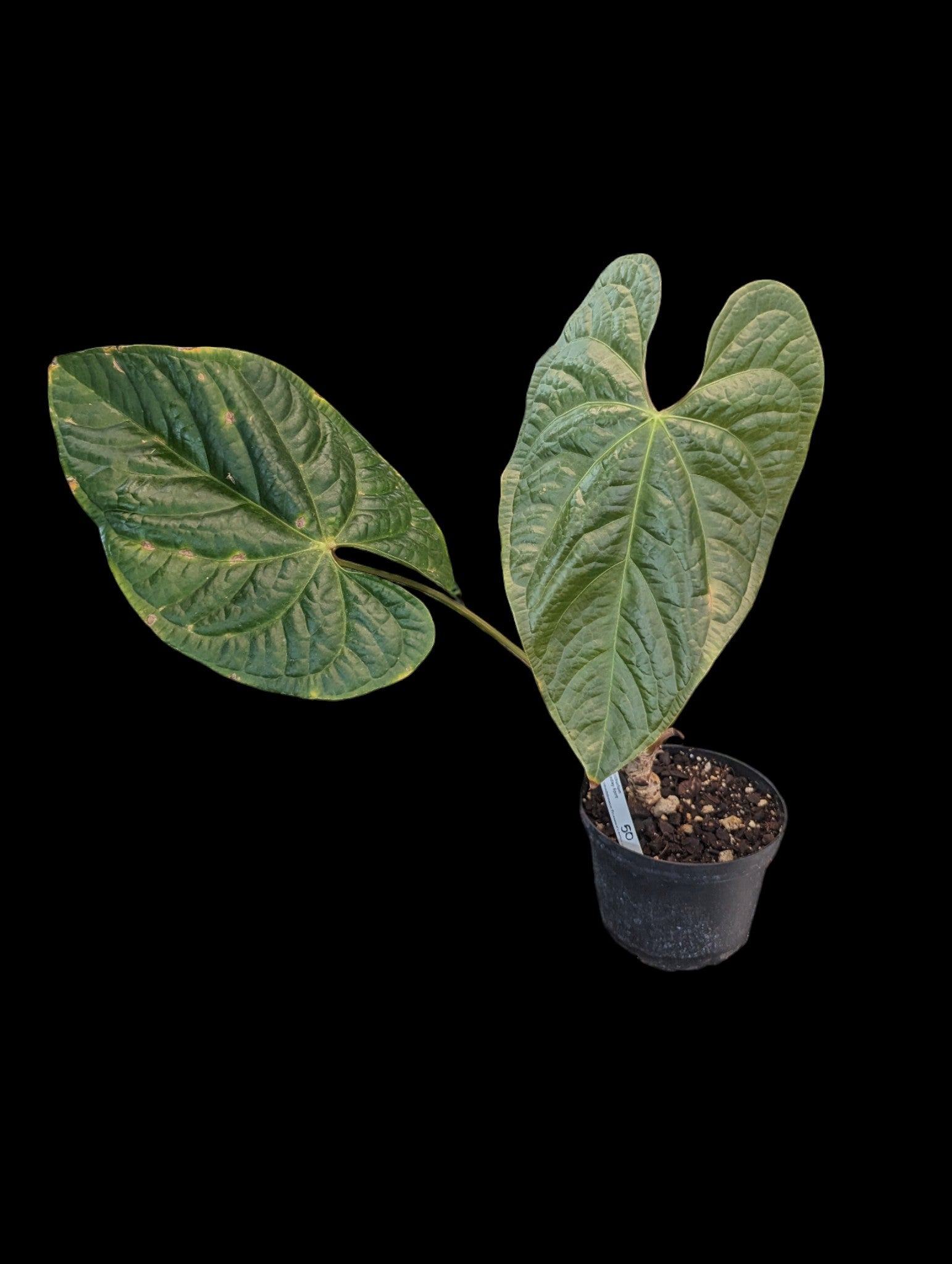 Anthurium Bradley Spirit