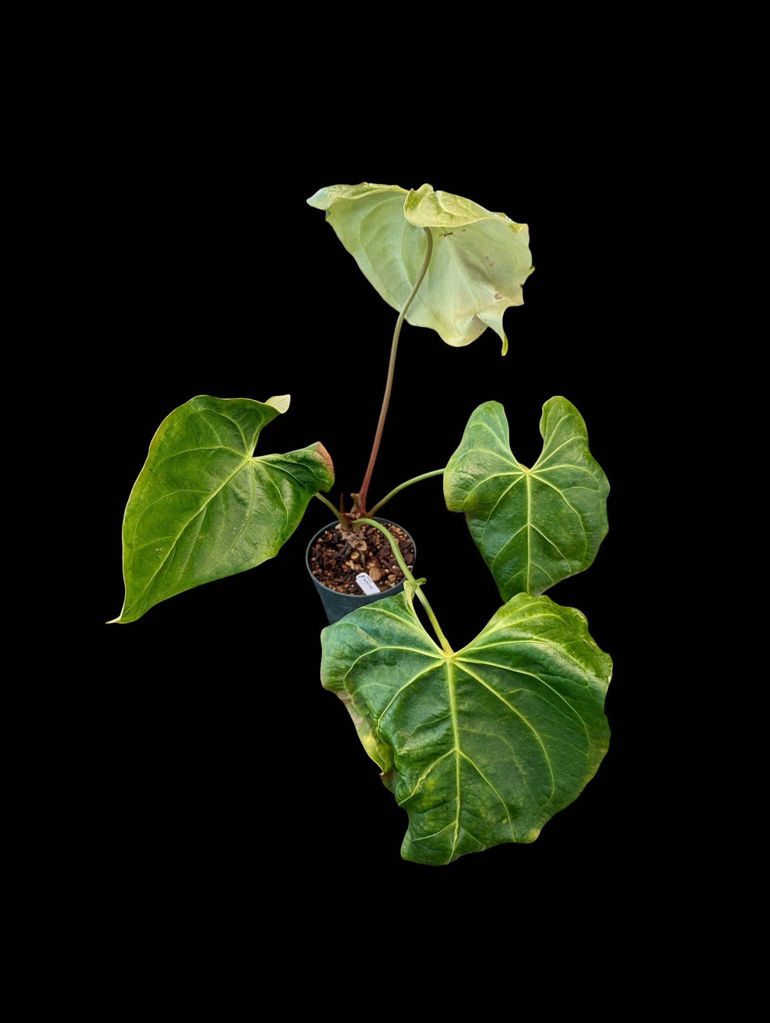Anthurium magnificum verde