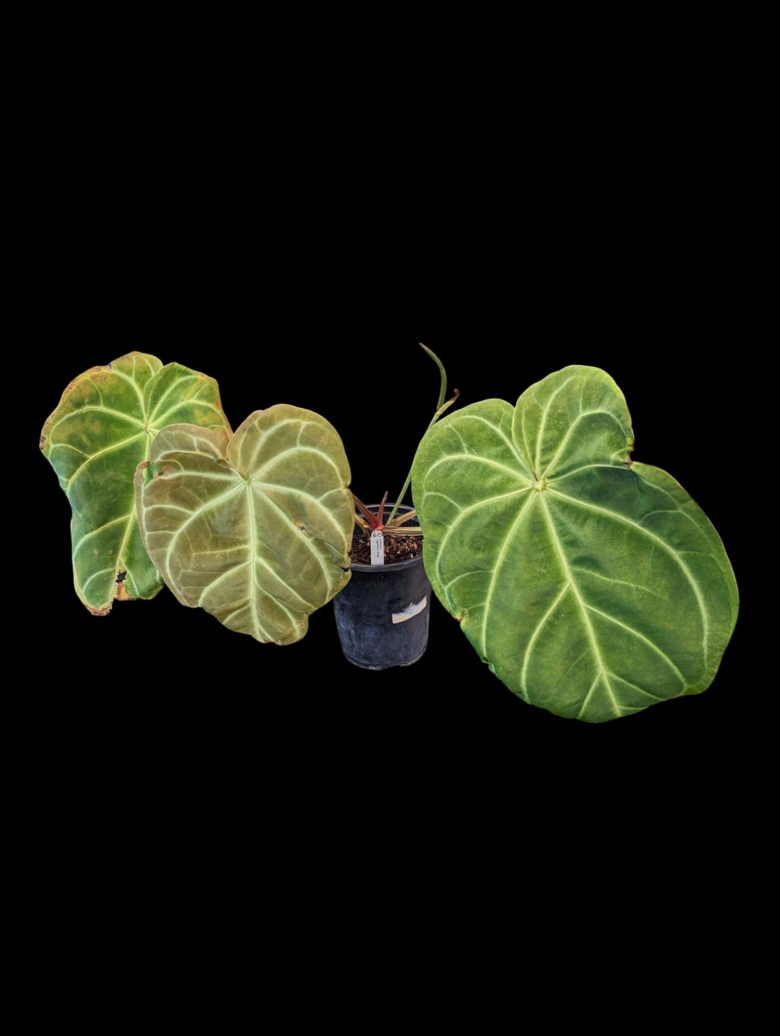 Anthurium magnificum Silver