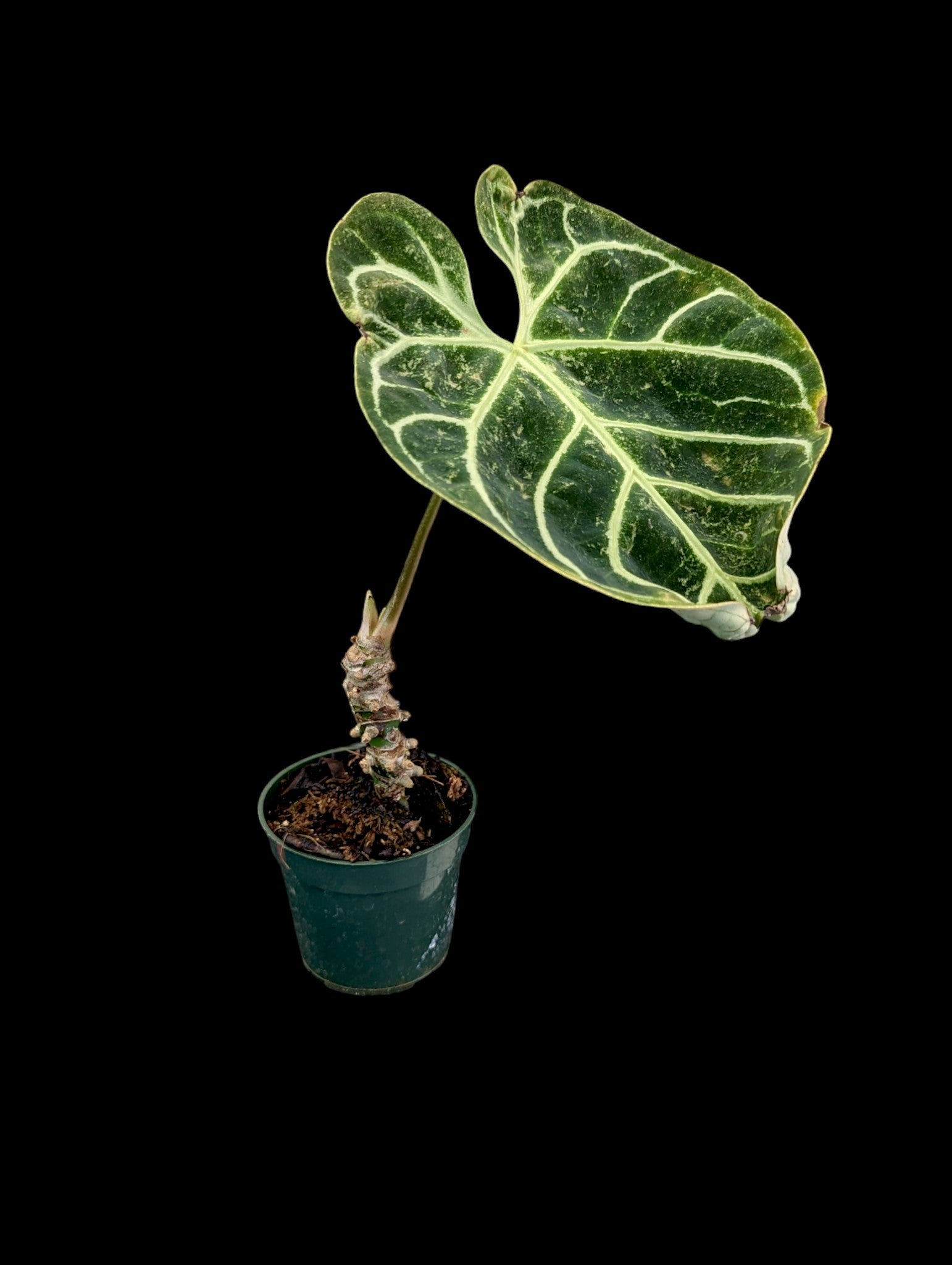 Anthurium regale