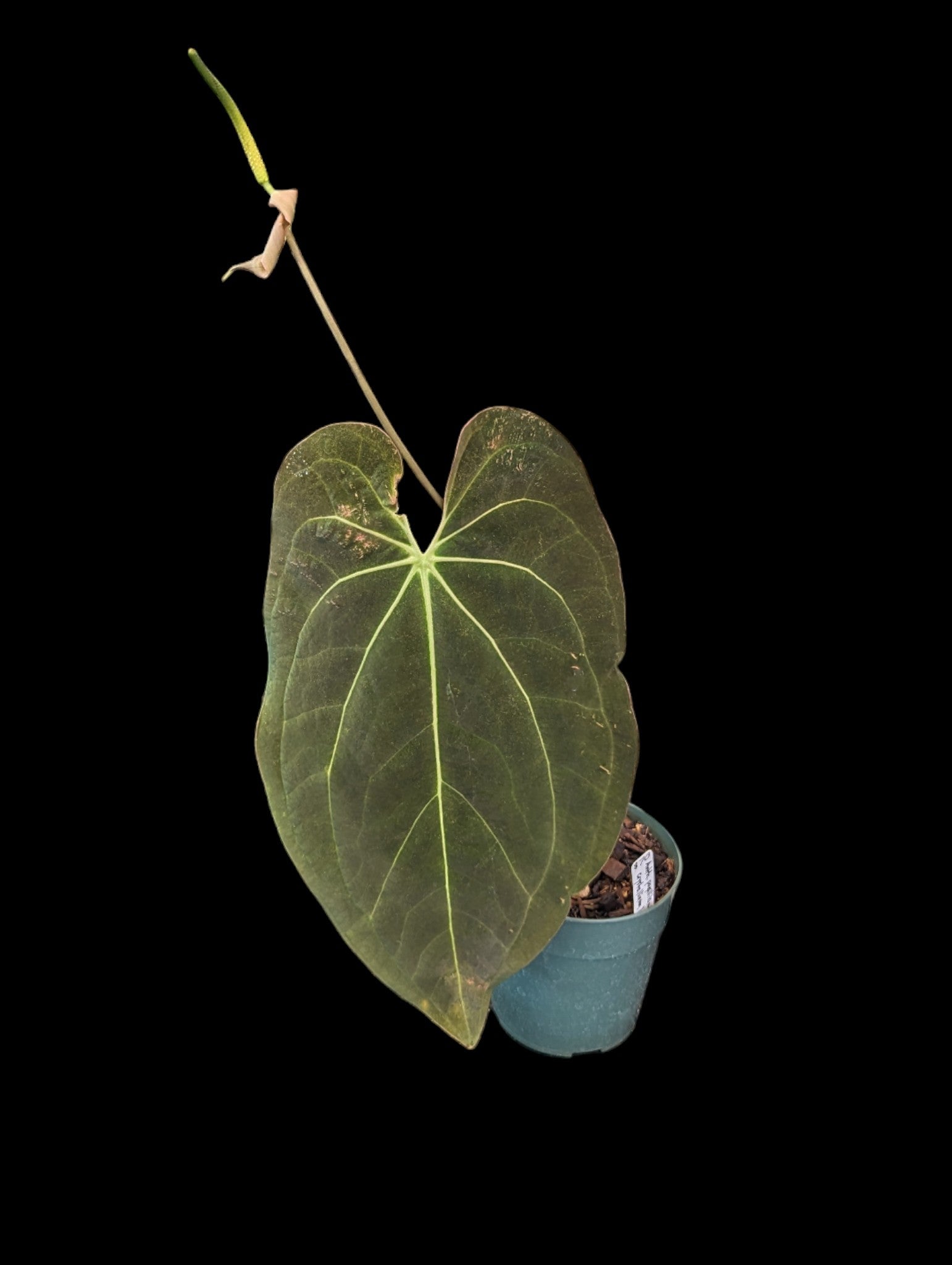 Anthurium papillilaminum x crystallinum 'Inverse Crossing'