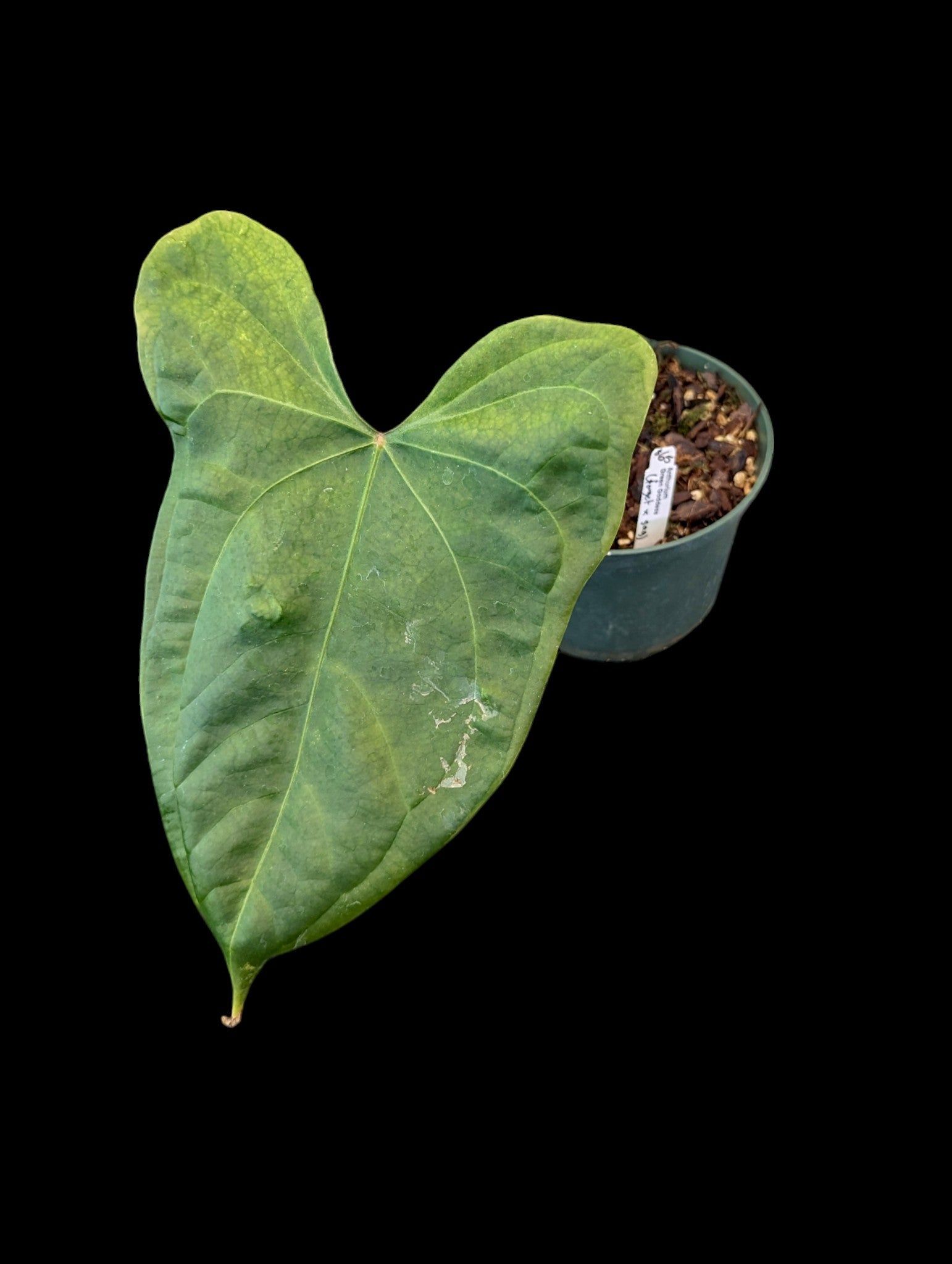 Anthurium Green Goddess