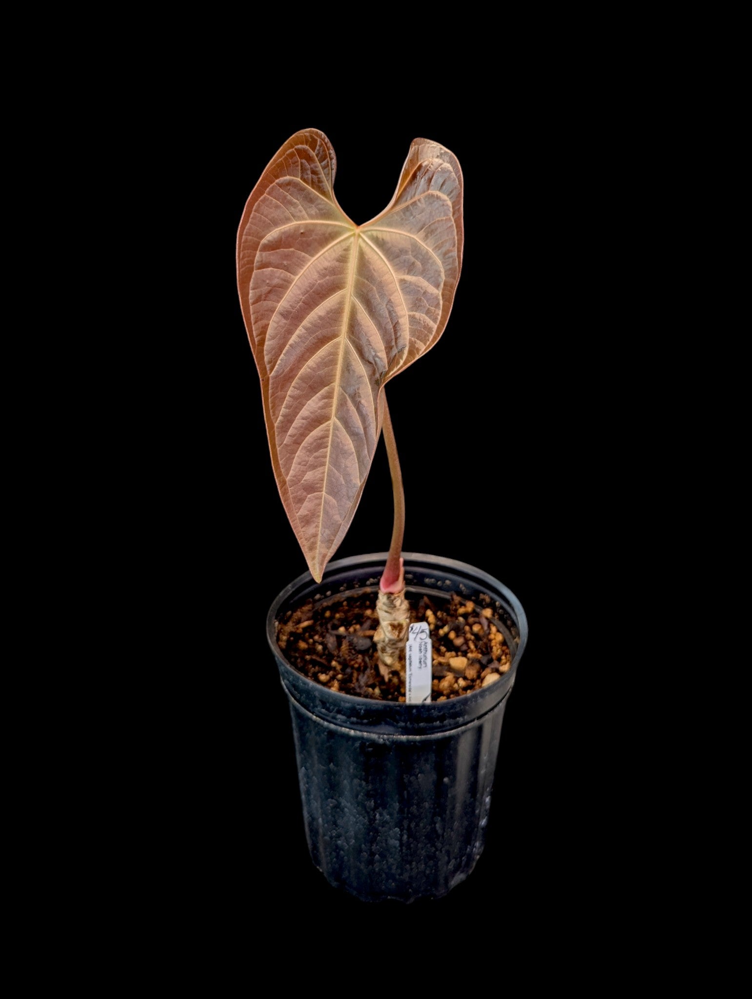 Anthurium Noah liberty