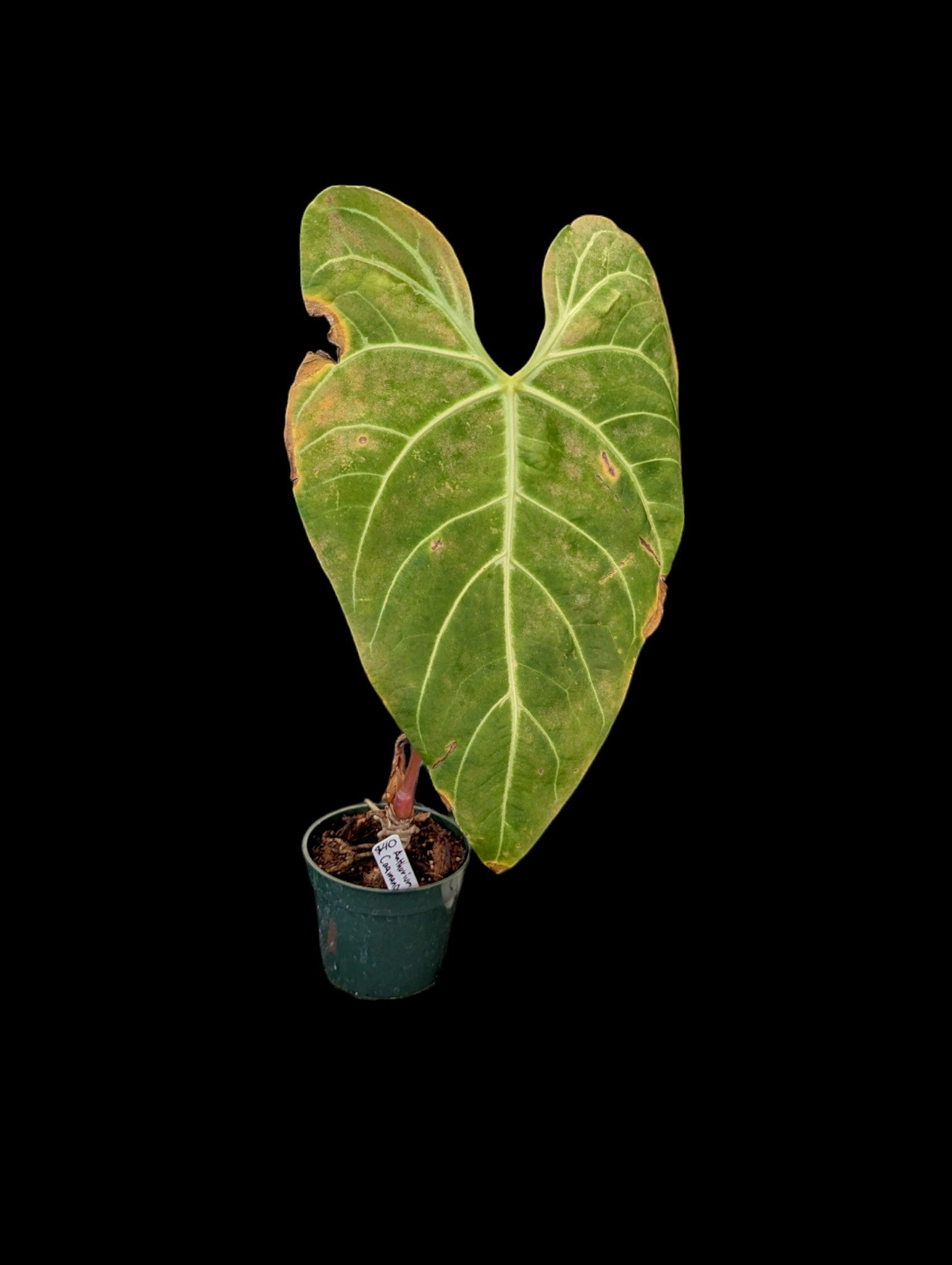 Anthurium JL Caamano Taste