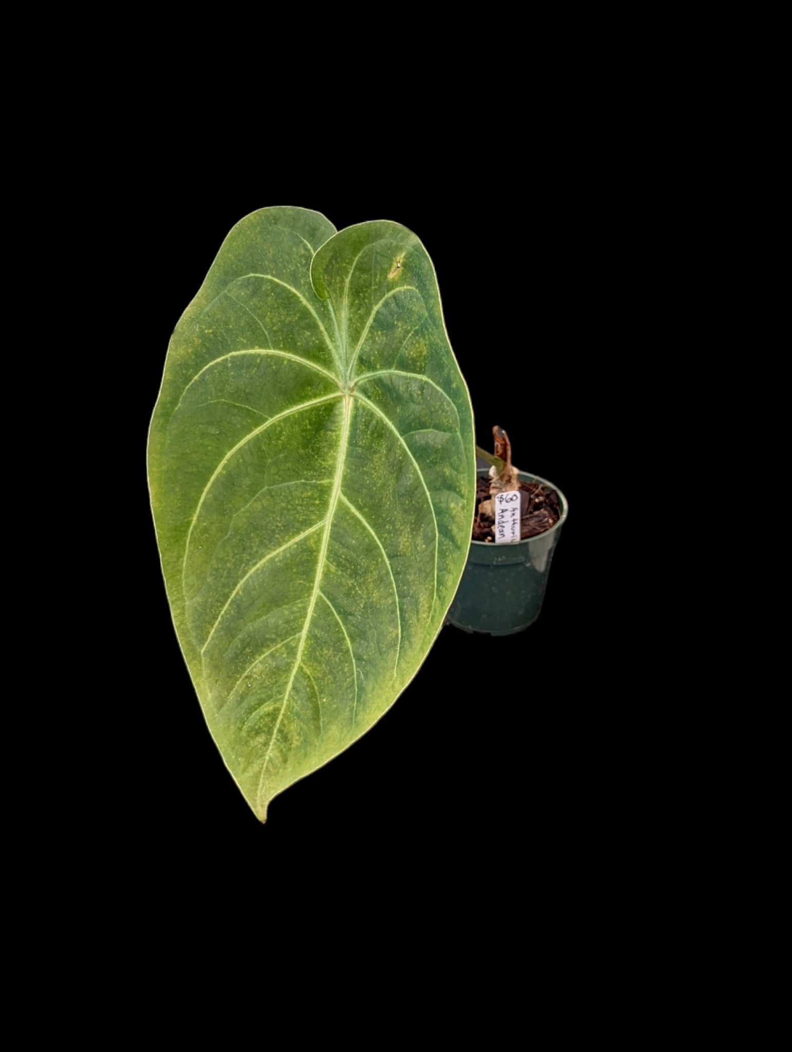 Anthurium Andean Heart