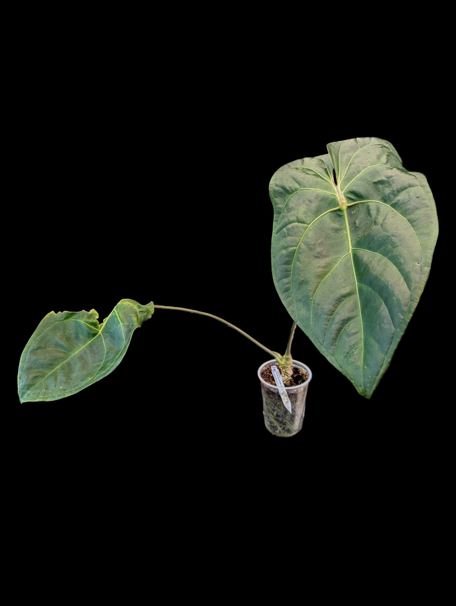 Anthurium Amazon Joy 'Inverse Crossing'