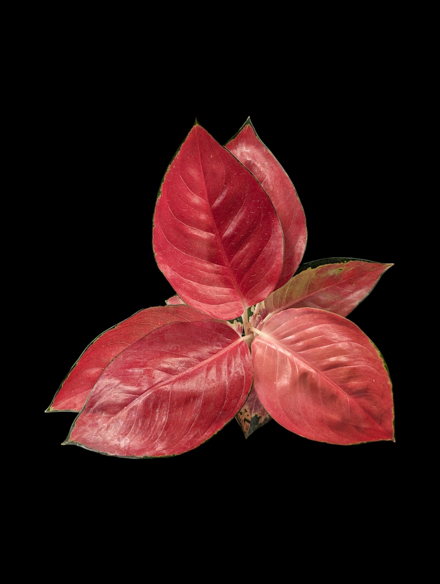 star king aglaonema Aglaonema Star King