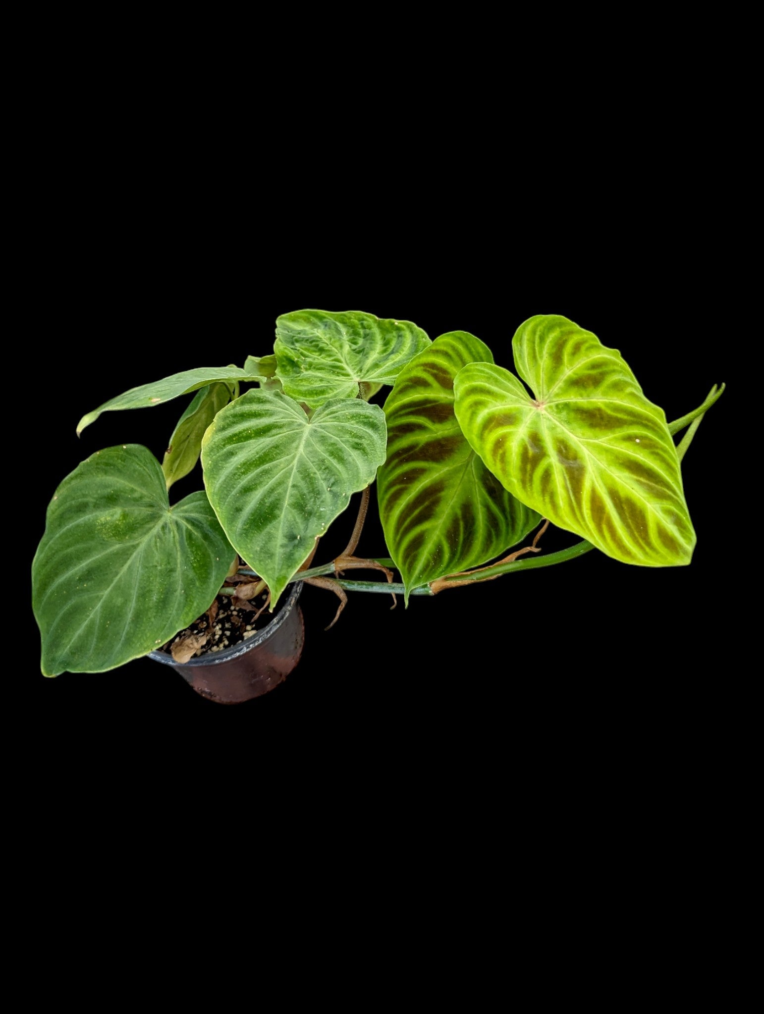 Philodendron Verrucosum