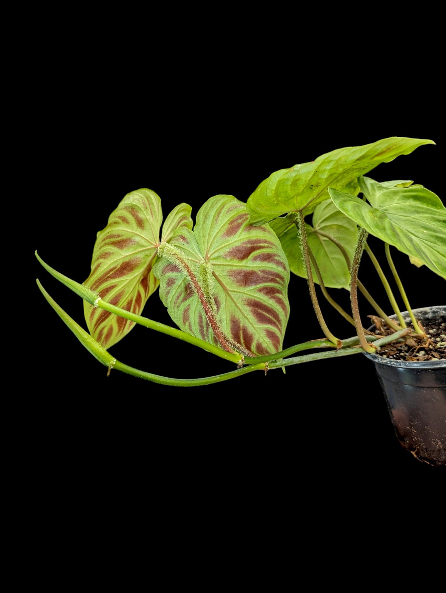 Philodendron Verrucosum