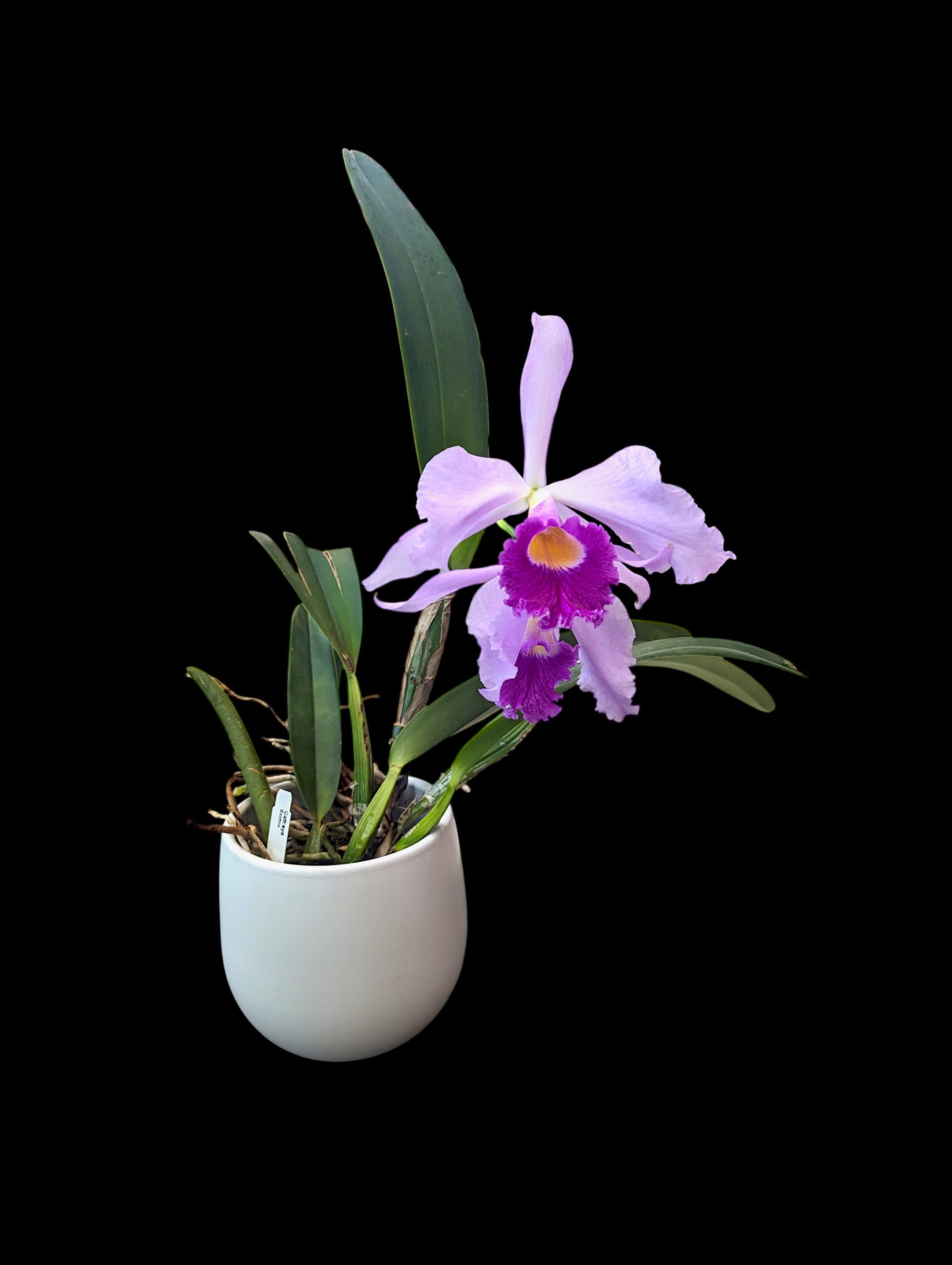 Cattleya eximia