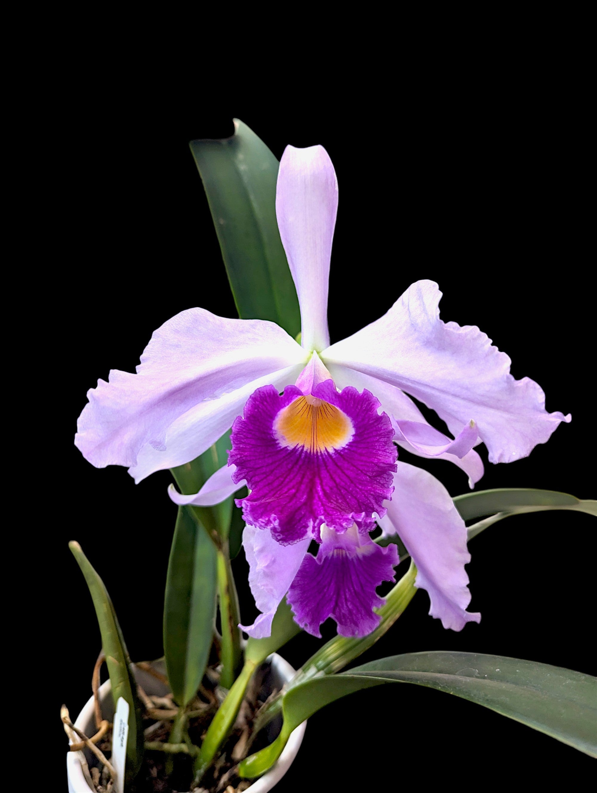 Cattleya eximia