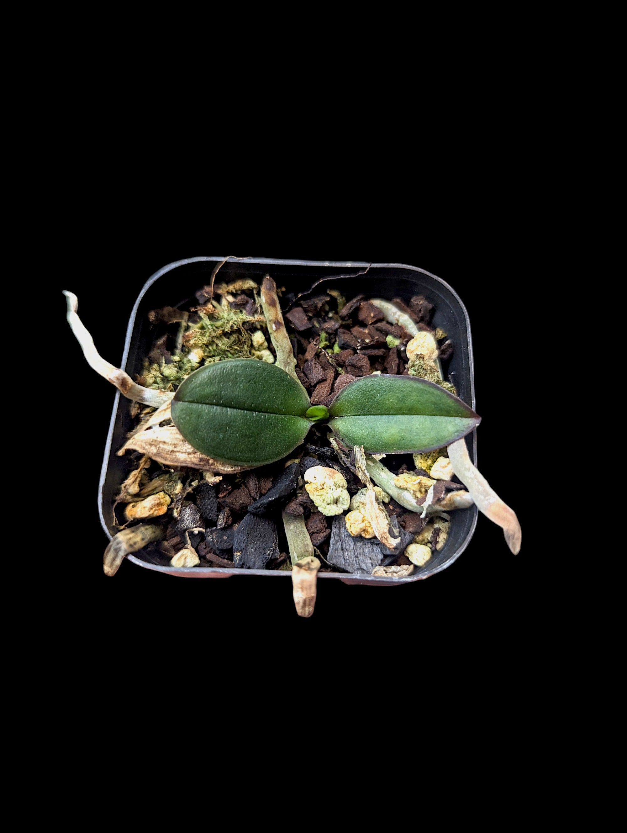 Phalaenopsis Paradise Found